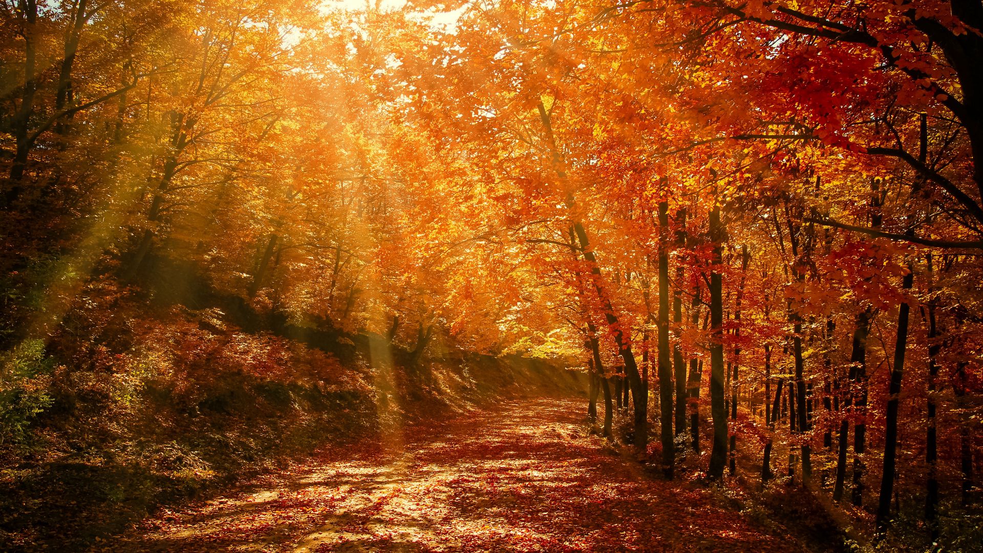 Forest In Autumn Wallpapers