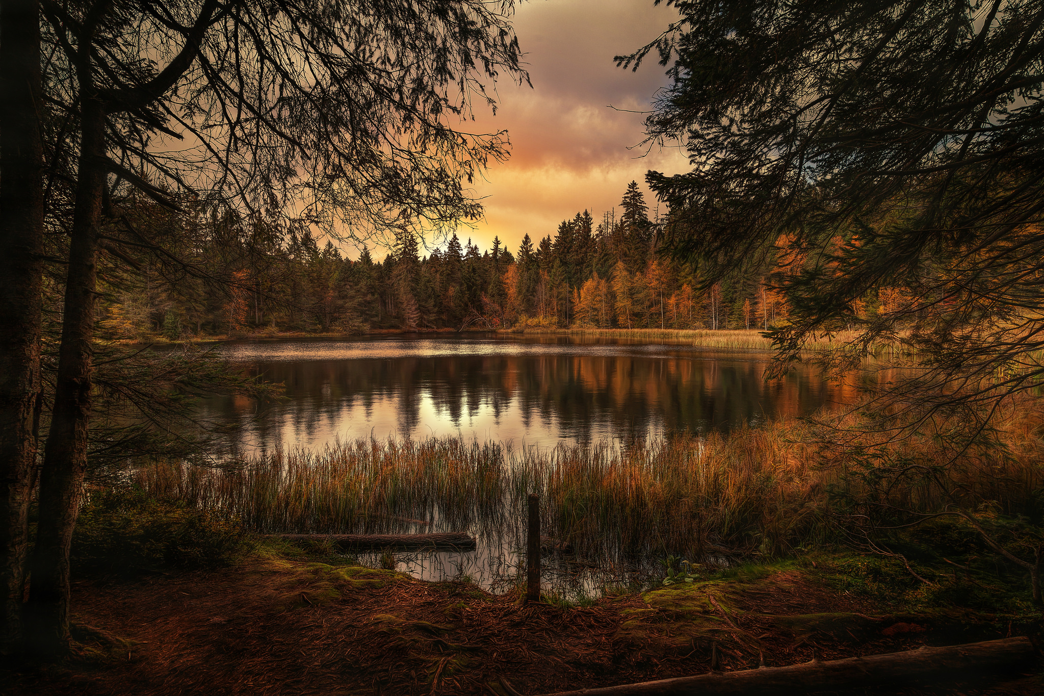 Forest Lake Landscape Wallpapers