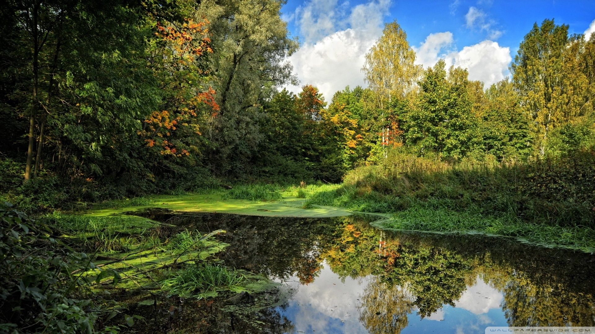 Forest Lake Landscape Wallpapers