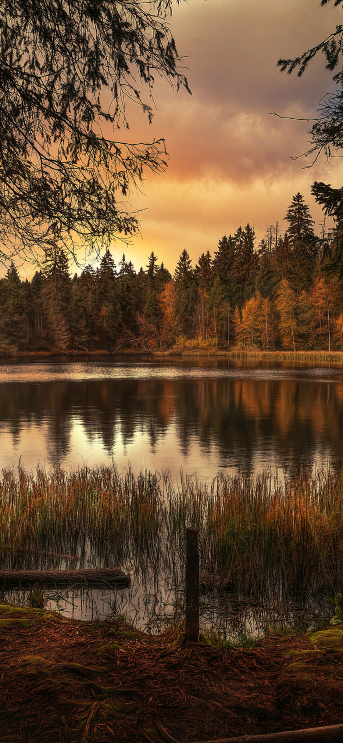 Forest Lake Landscape Wallpapers