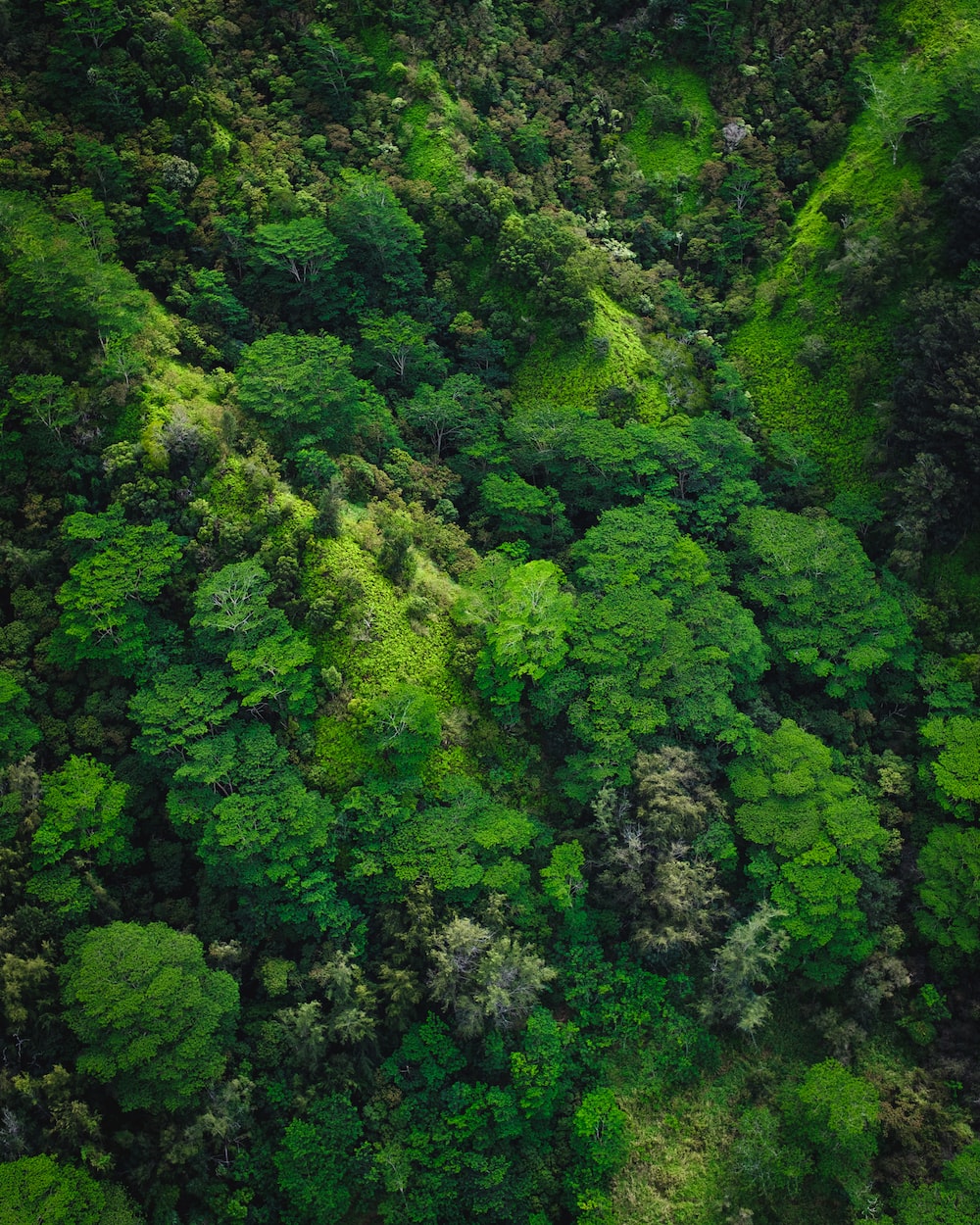 Forest Landscape Hd Aerial View Wallpapers