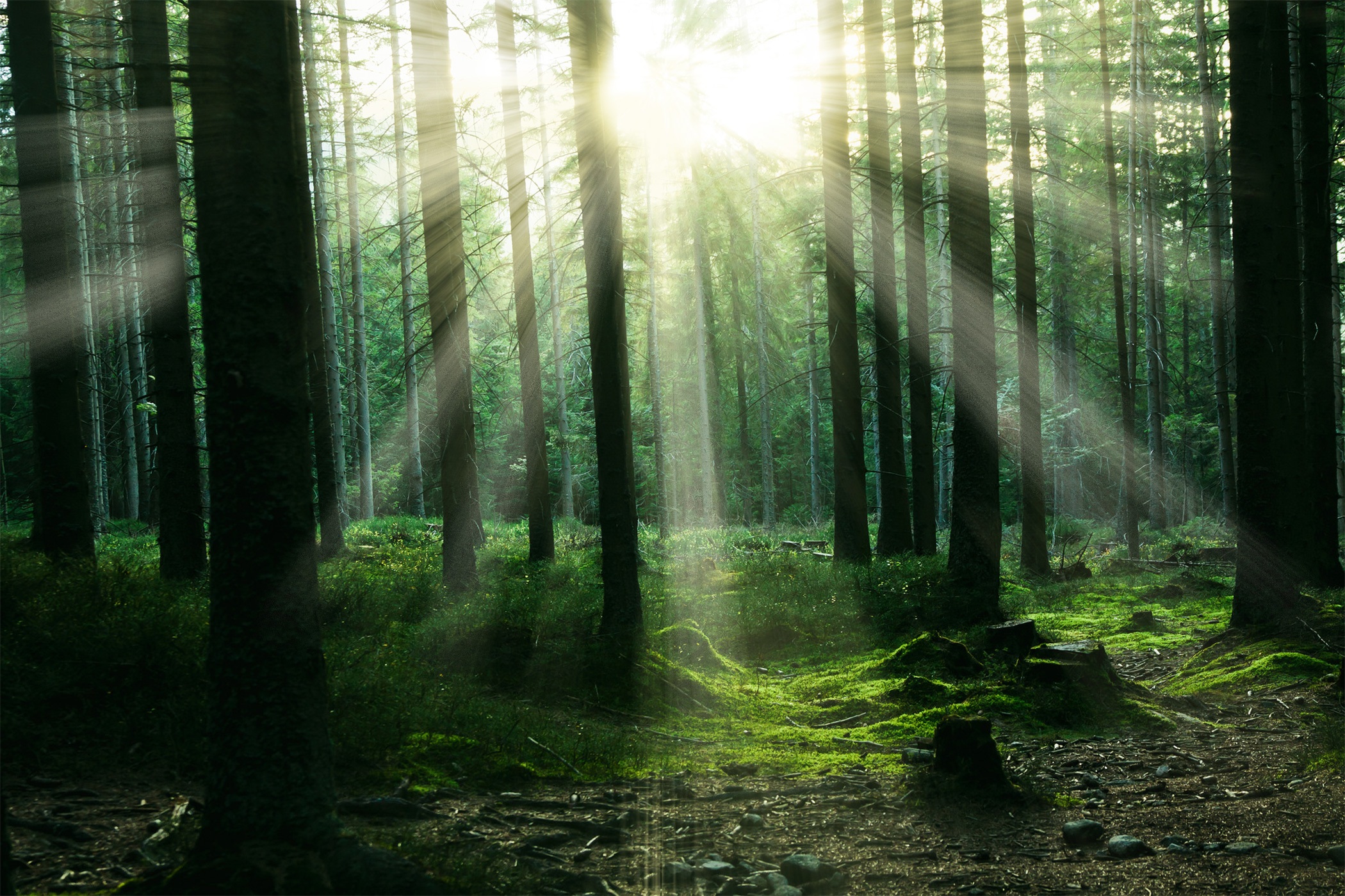 Forest Nature Sunbeam Trees Reflection Wallpapers