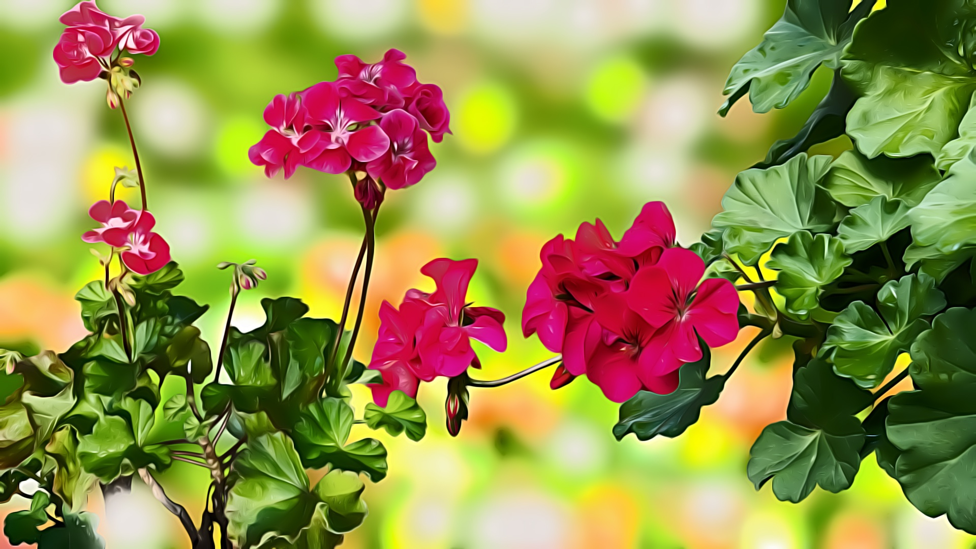 Geranium Wallpapers