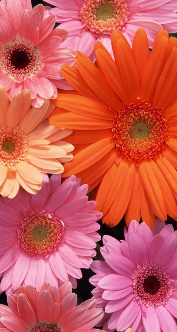 Gerbera Wallpapers