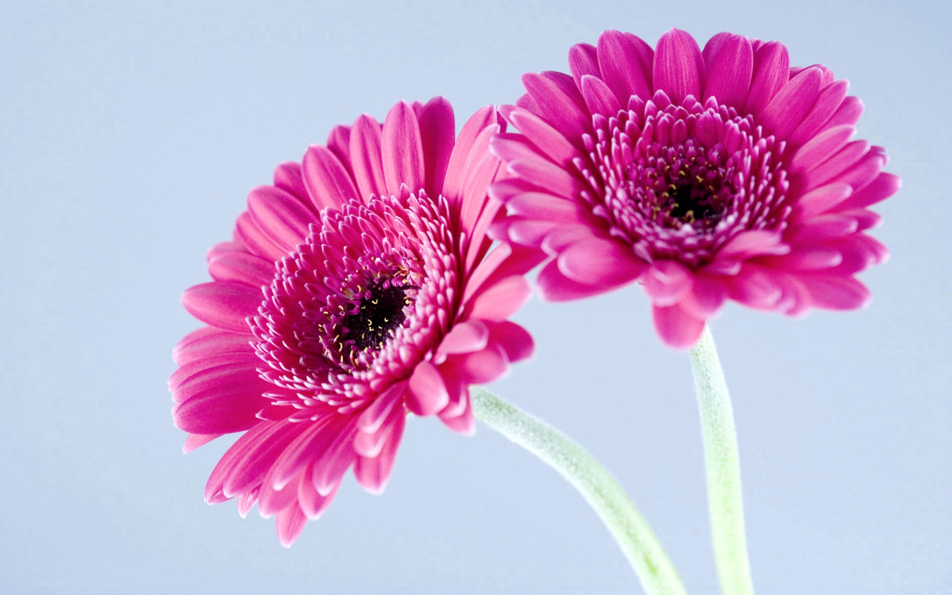 Gerbera Wallpapers