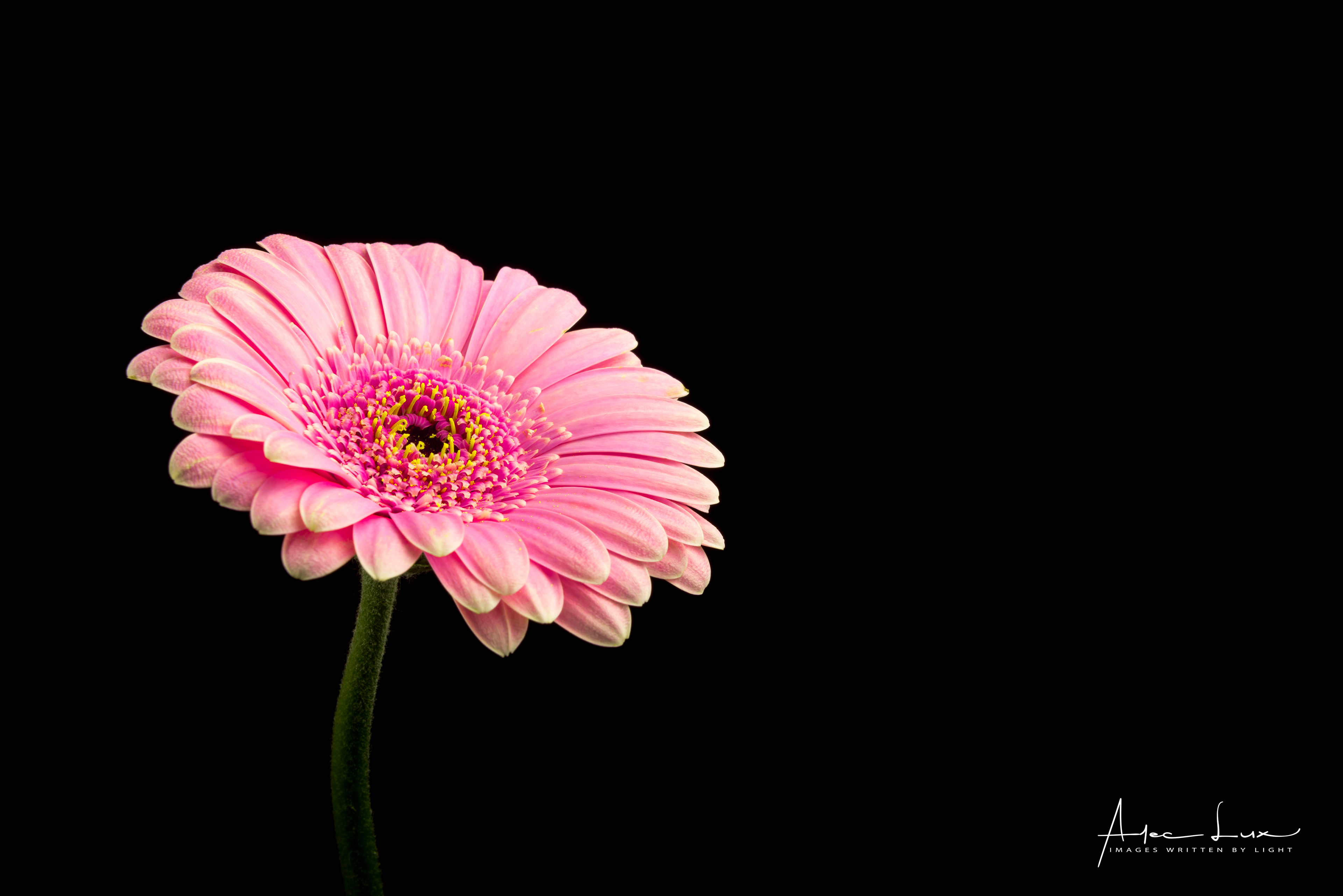 Gerbera Wallpapers