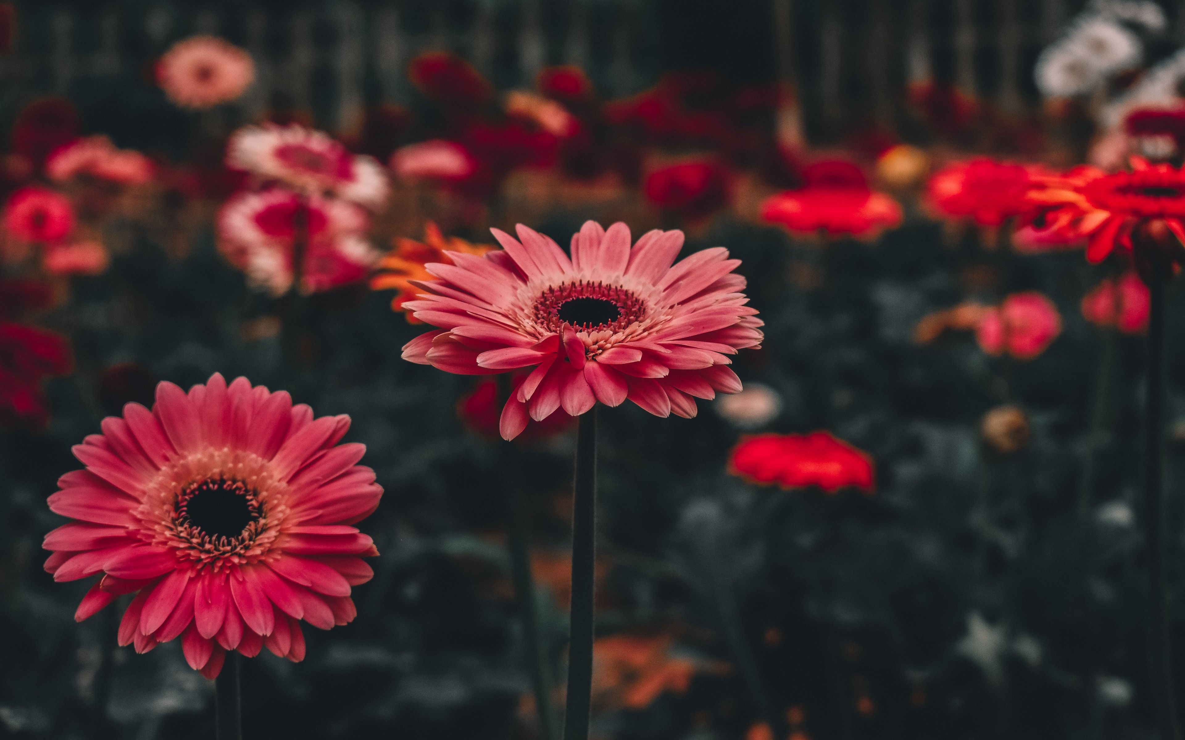 Gerbera Wallpapers