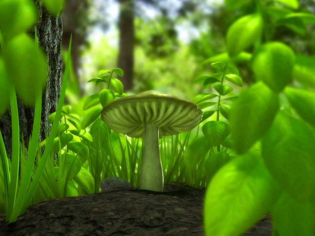 Glowing Mushroom Wallpapers