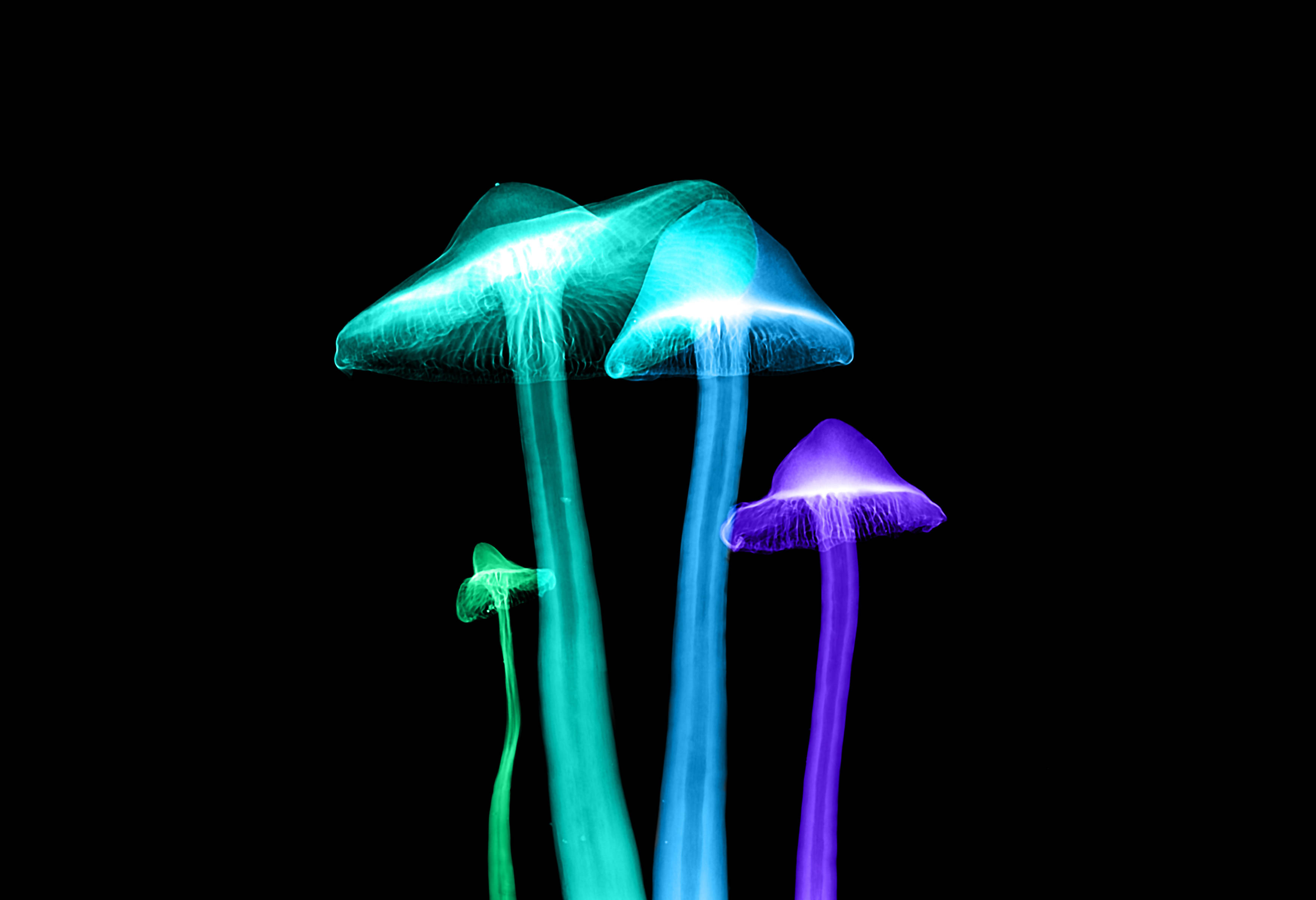 Glowing Mushroom Wallpapers