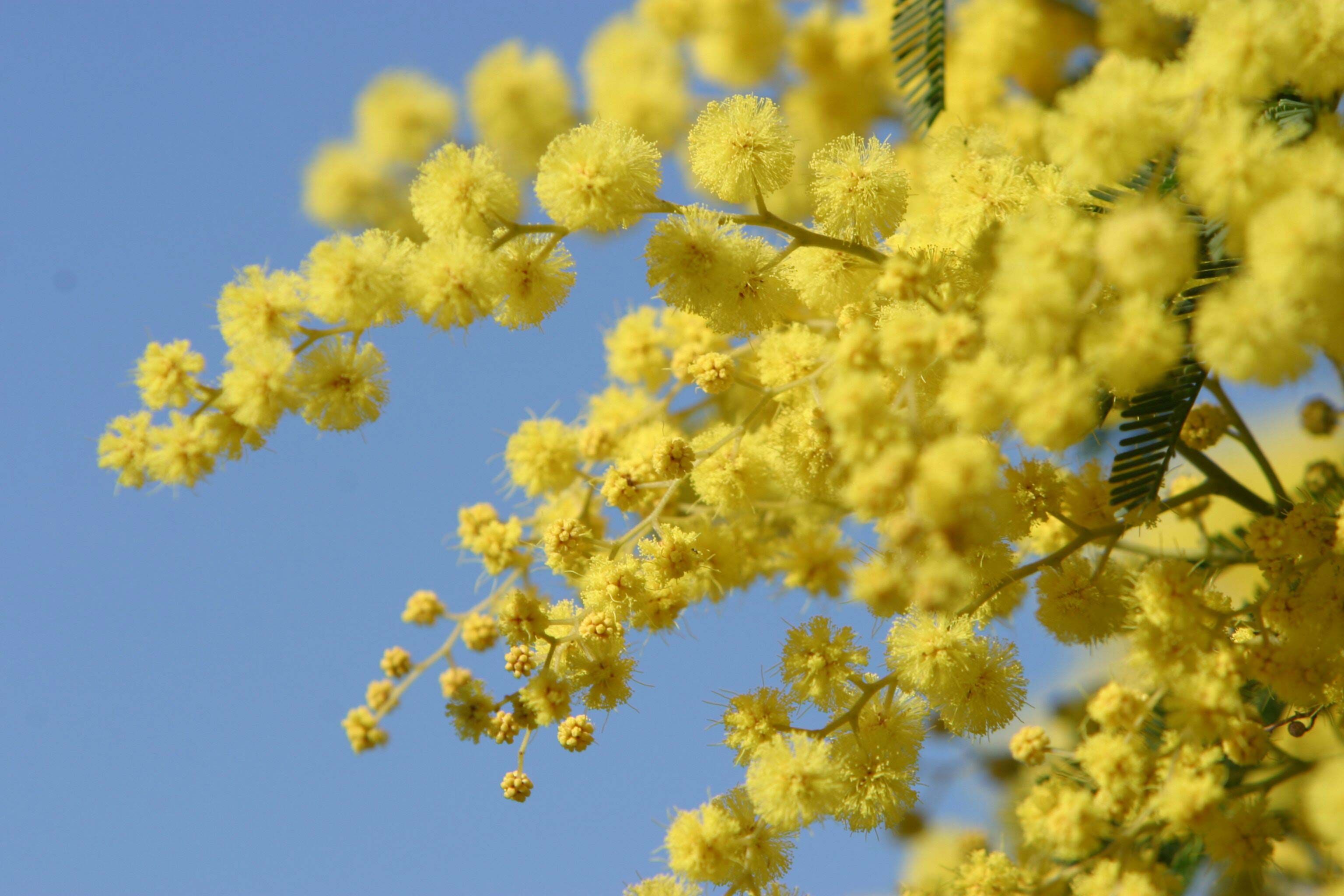 Golden Wattle Wallpapers