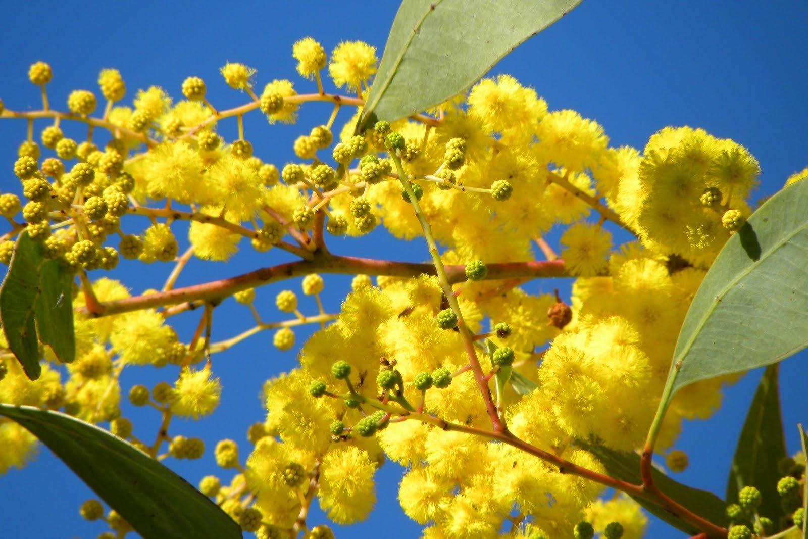 Golden Wattle Wallpapers