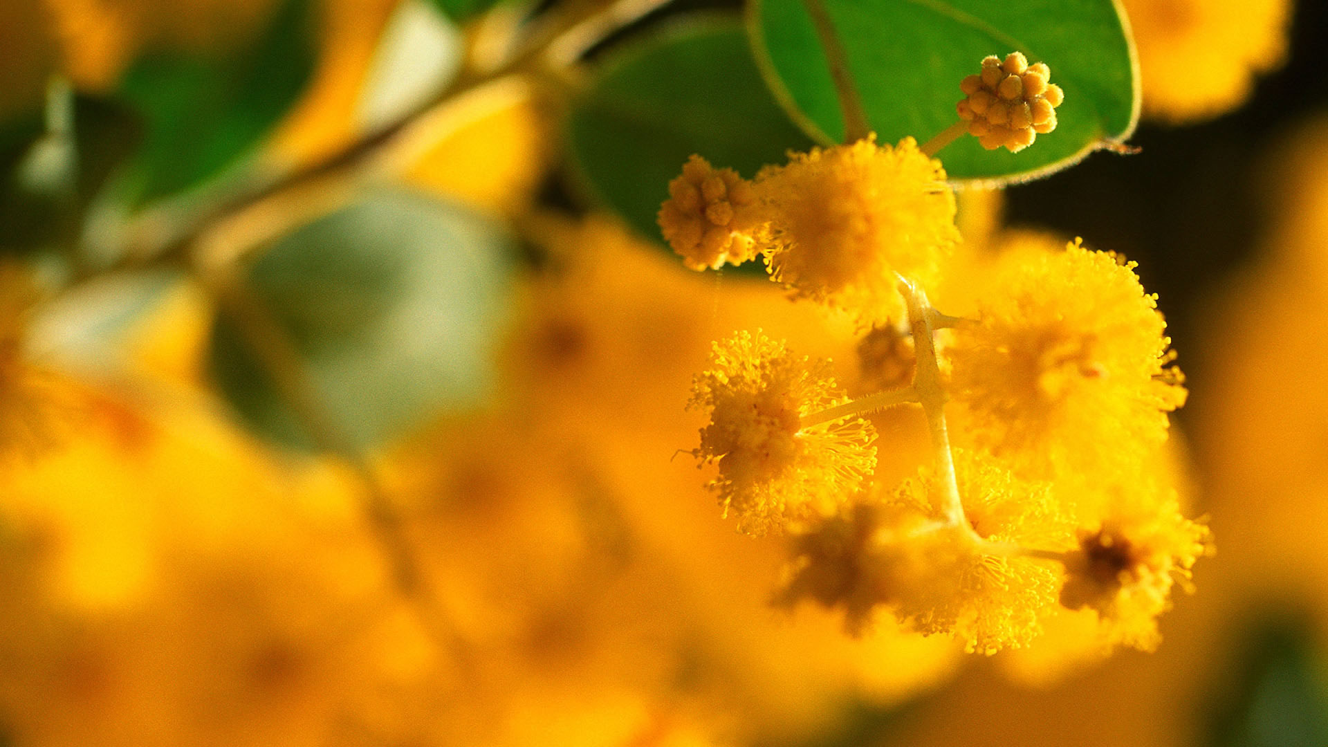 Golden Wattle Wallpapers