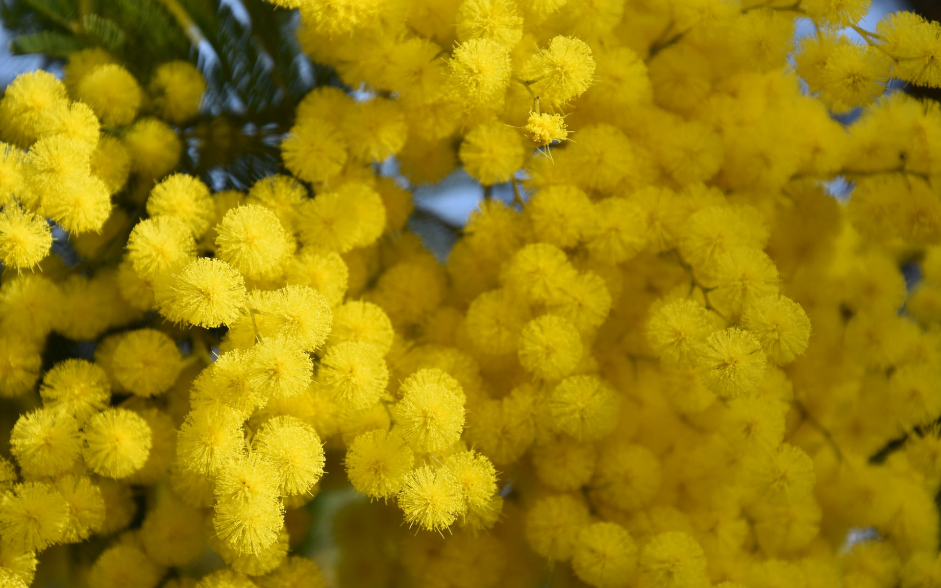 Golden Wattle Wallpapers