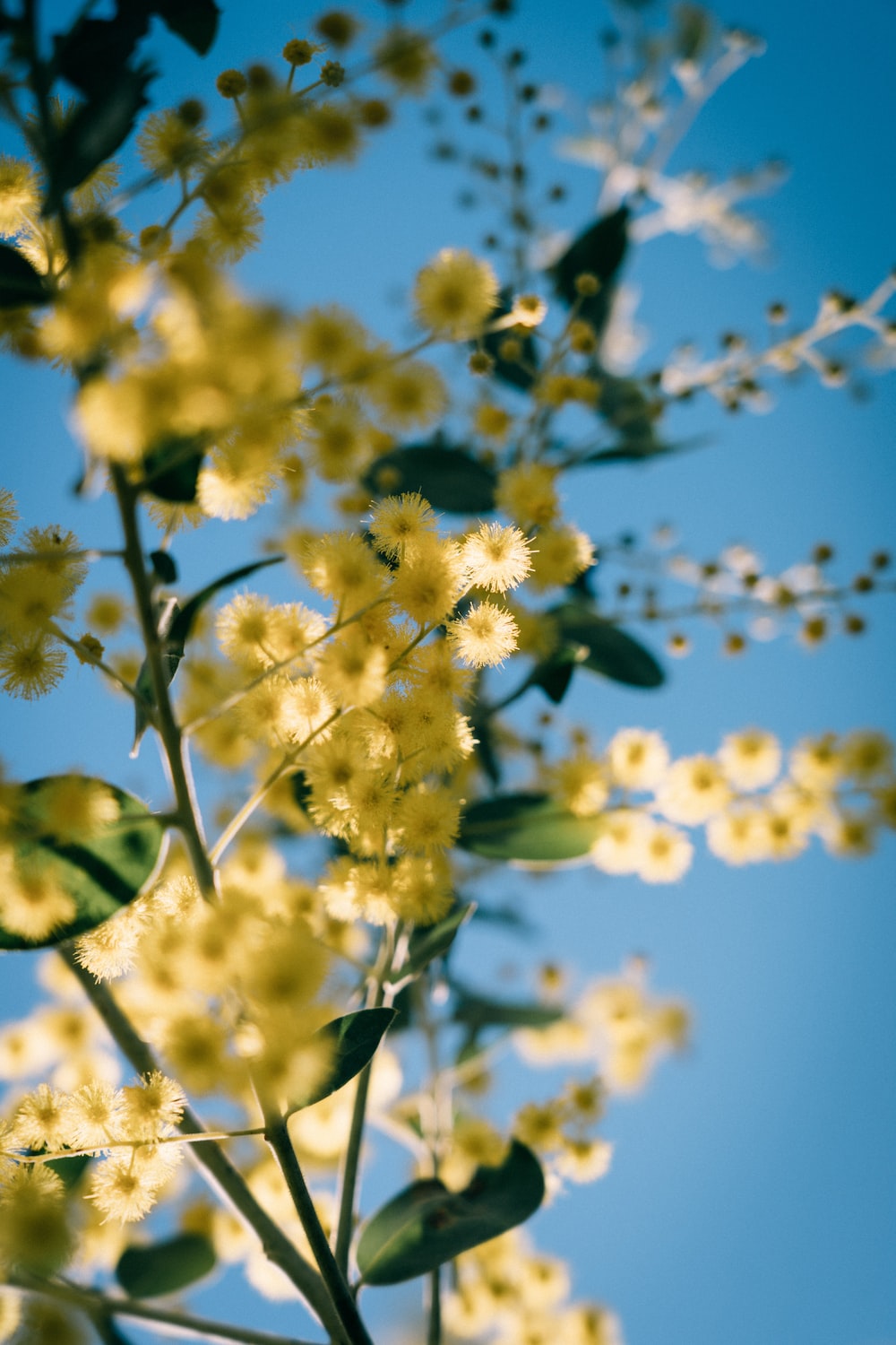 Golden Wattle Wallpapers