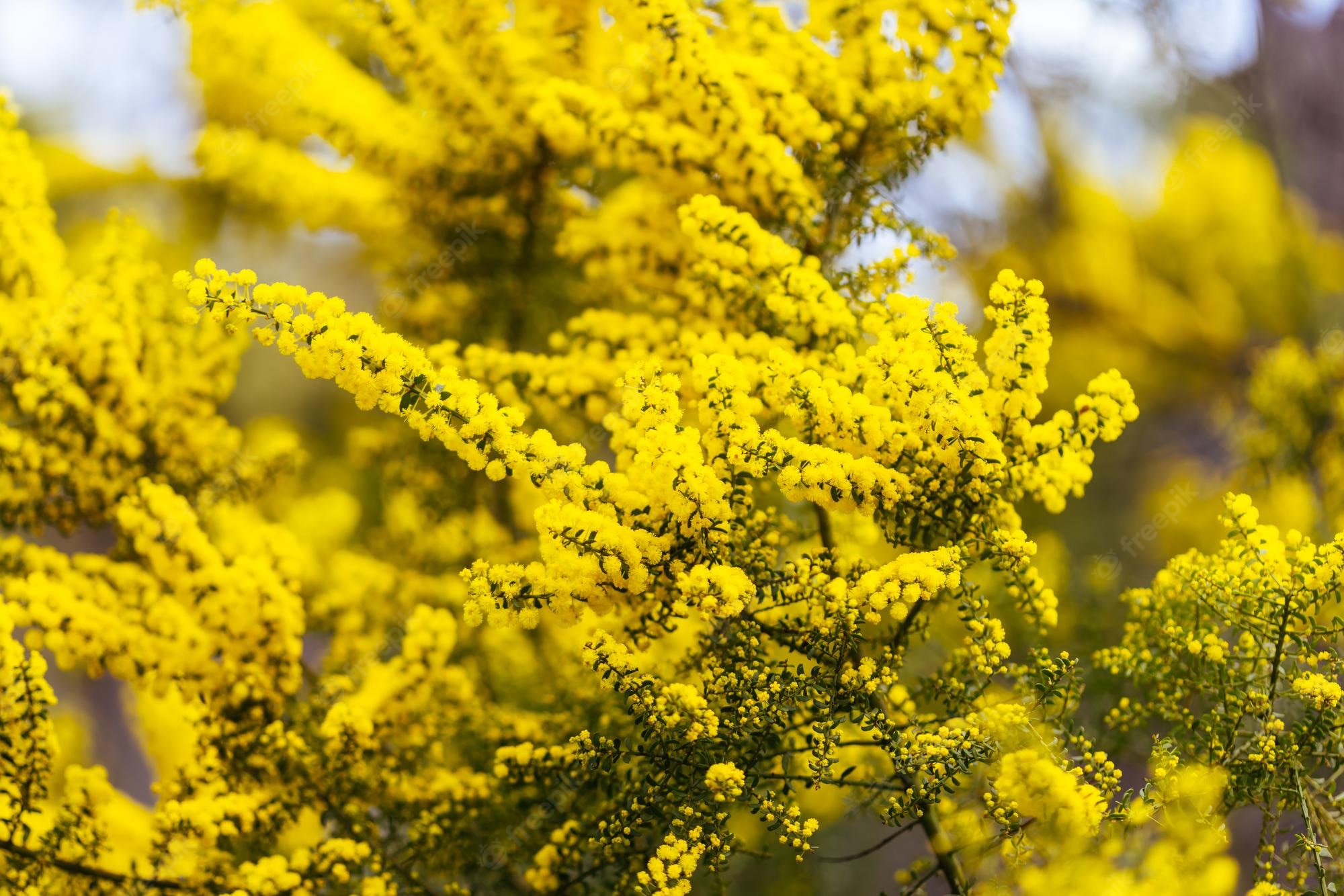 Golden Wattle Wallpapers