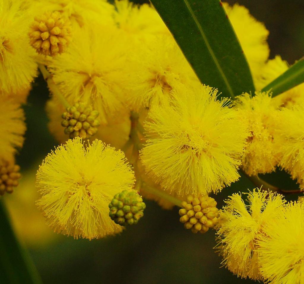 Golden Wattle Wallpapers