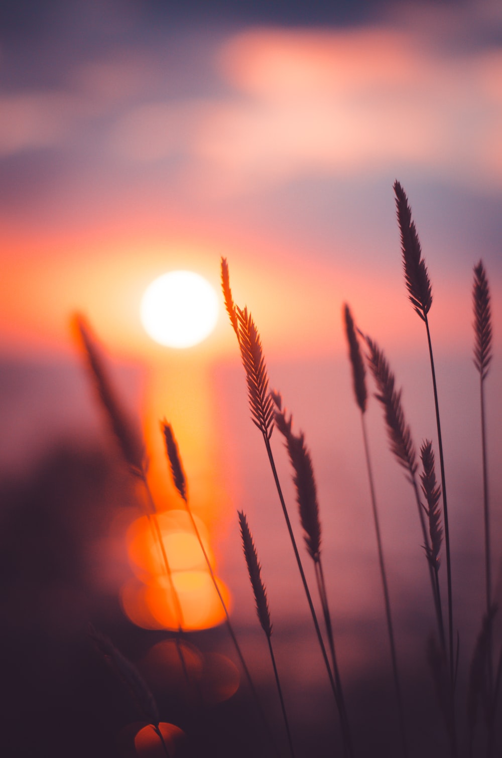 Grass Sunset Wallpapers