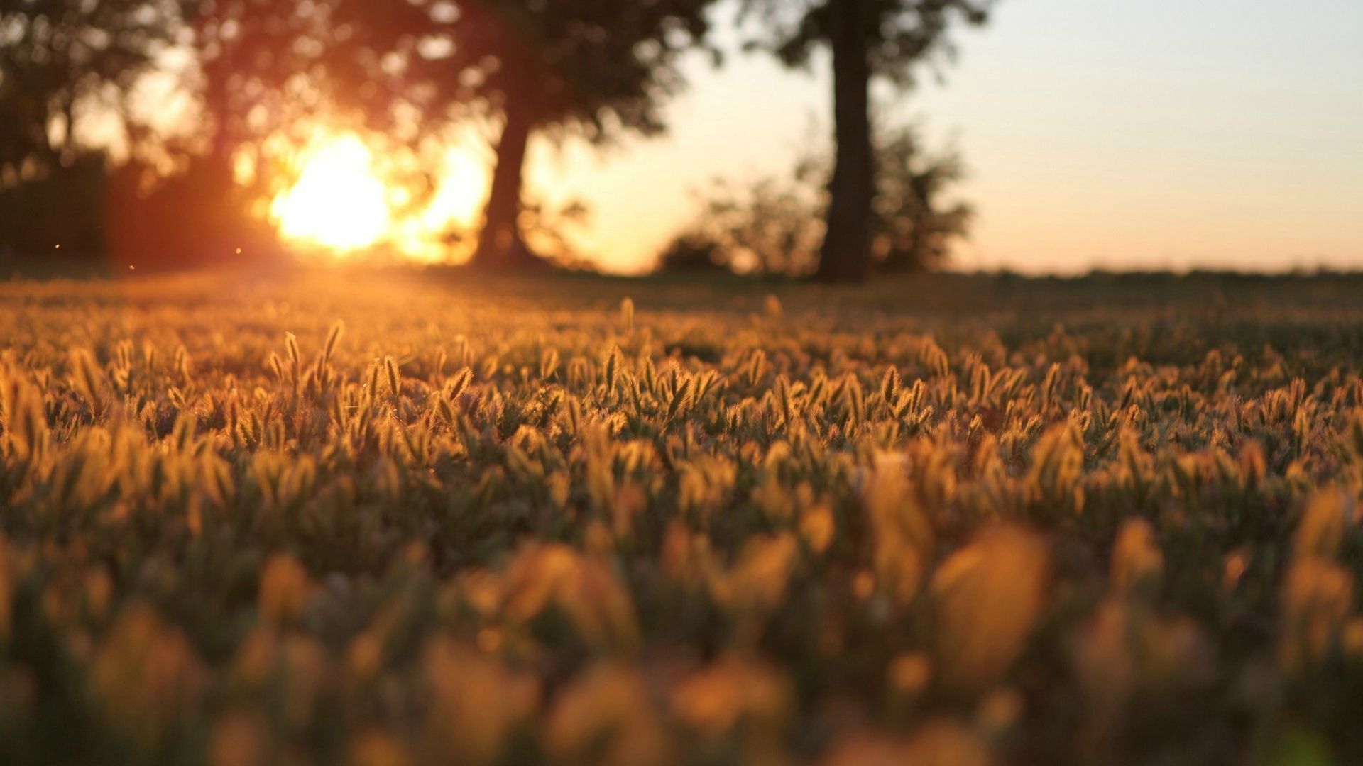 Grass Sunset Wallpapers