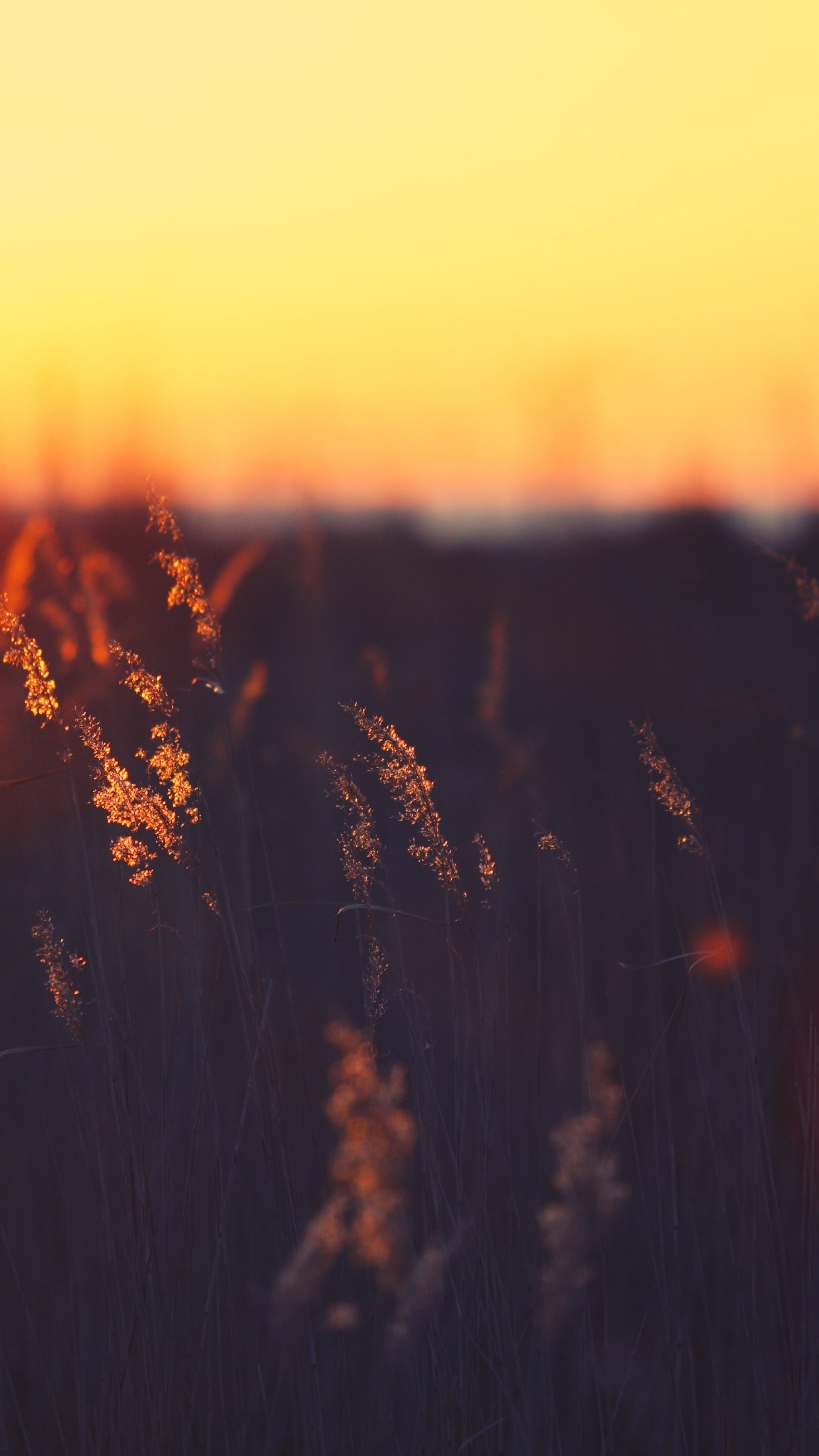 Grass Sunset Wallpapers