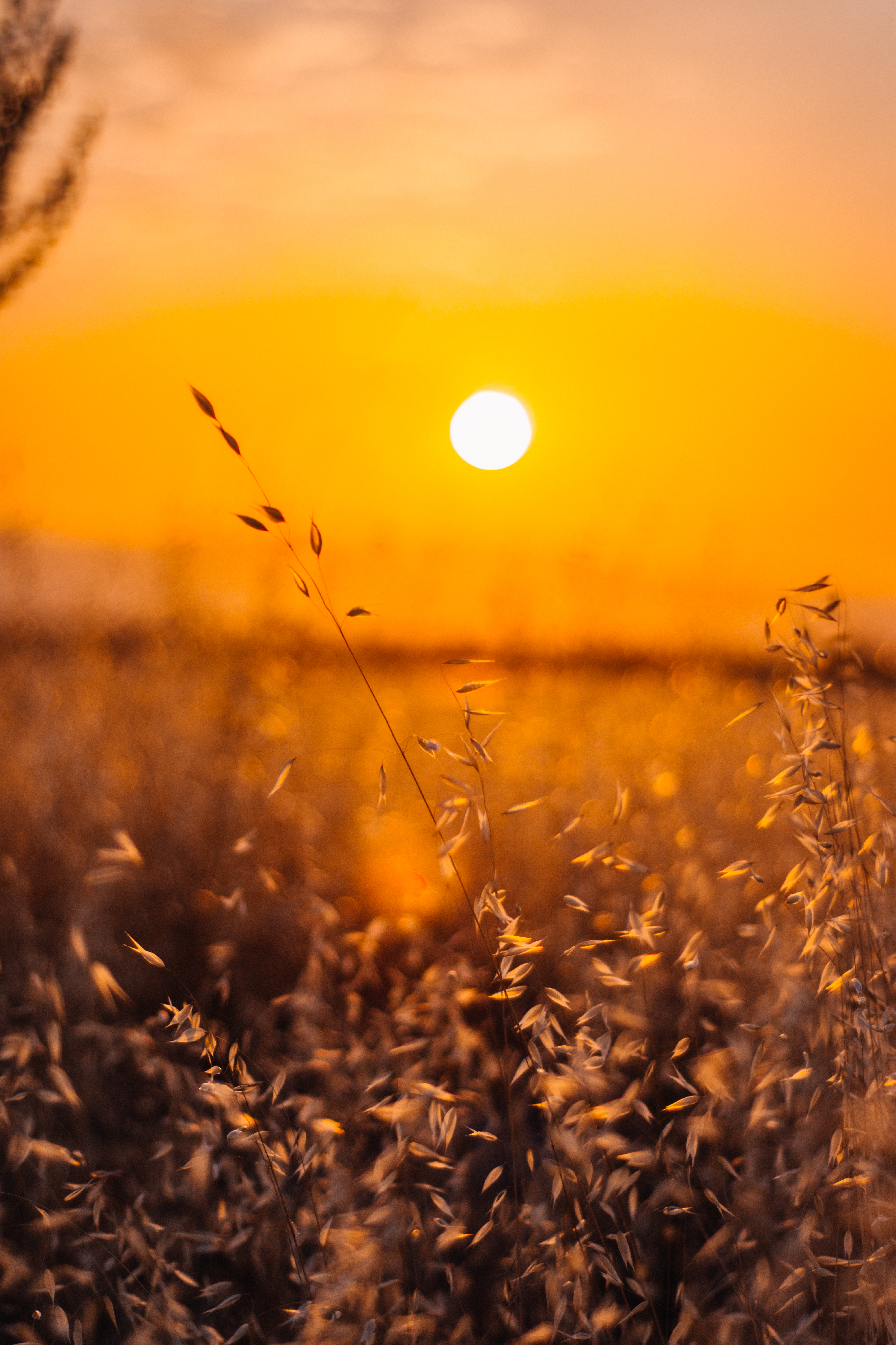 Grass Sunset Wallpapers