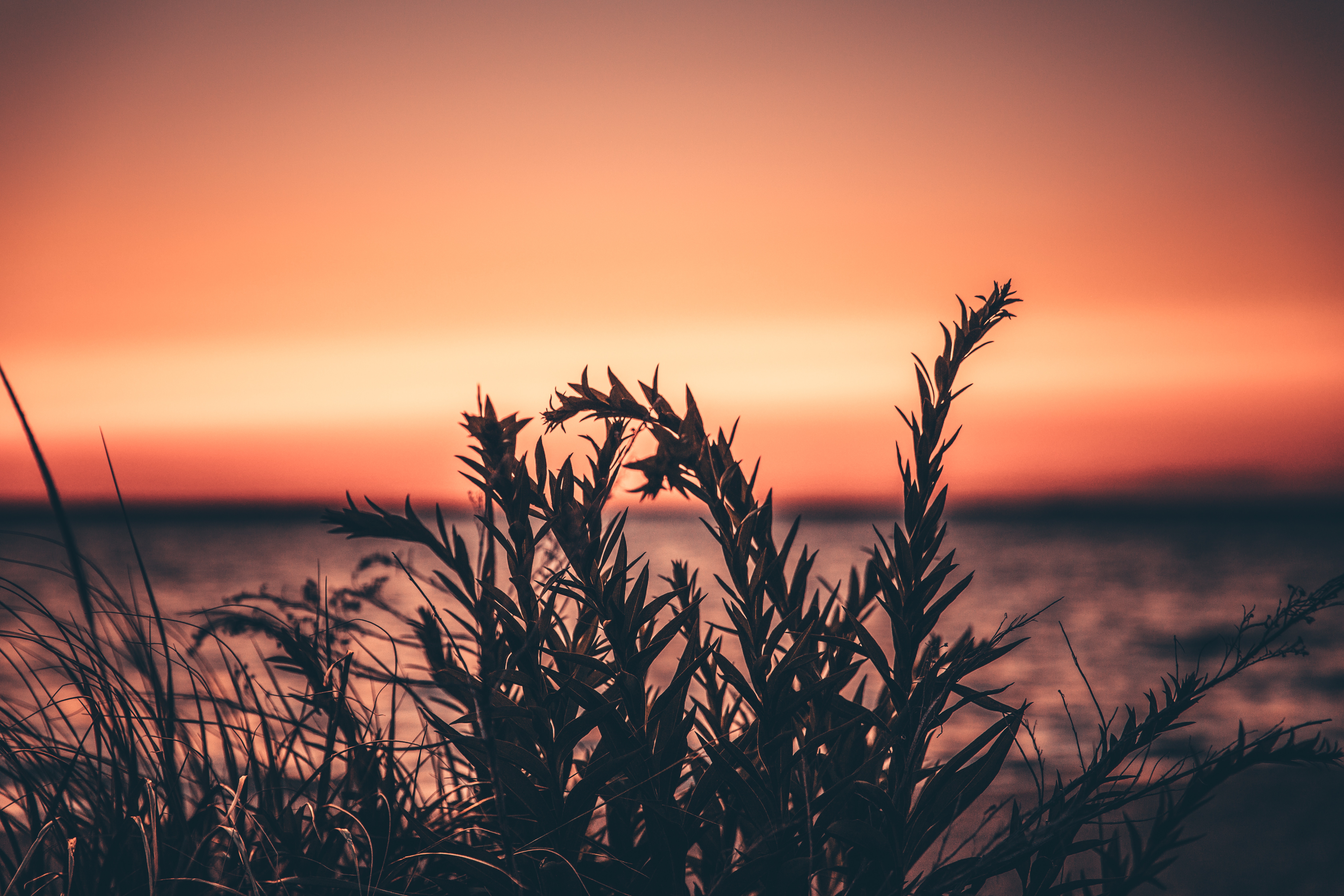 Grass Sunset Wallpapers