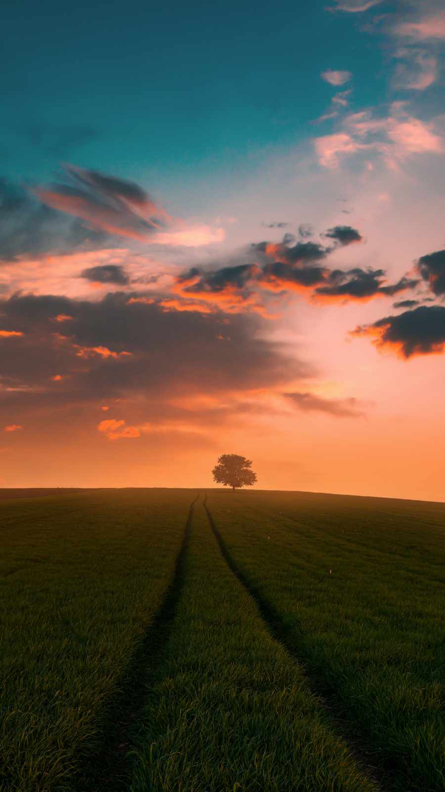 Grass Sunset Wallpapers