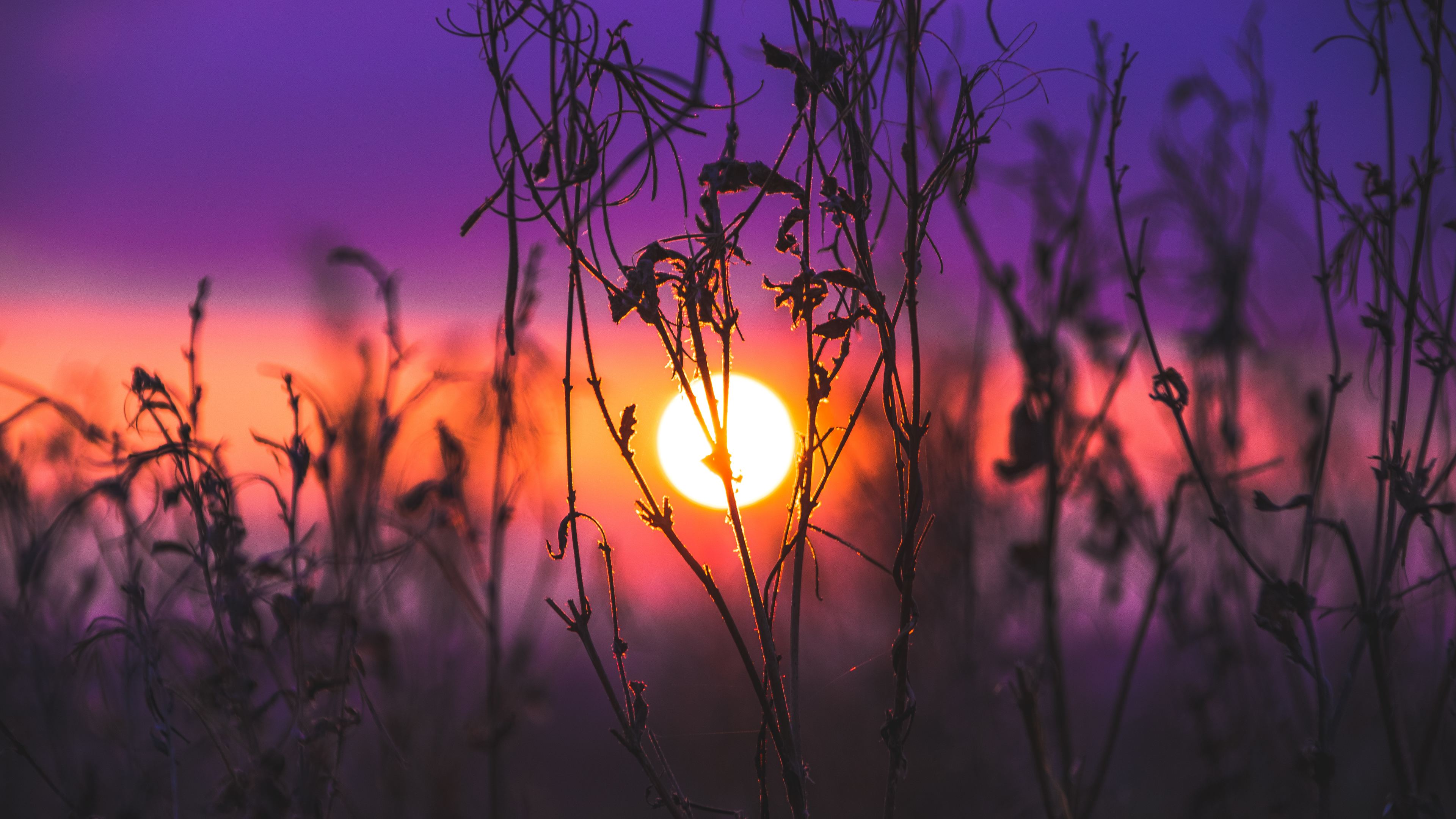 Grass Sunset Wallpapers