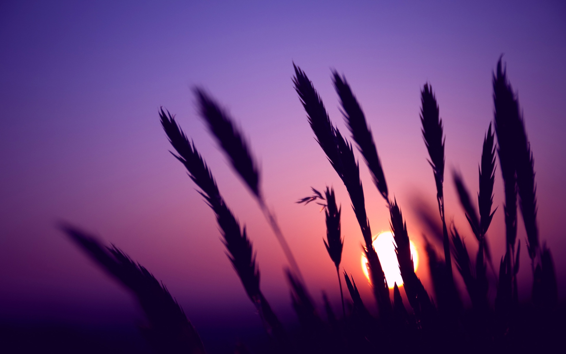 Green Grass And Fogg Under Purple Sky During Sunset Wallpapers