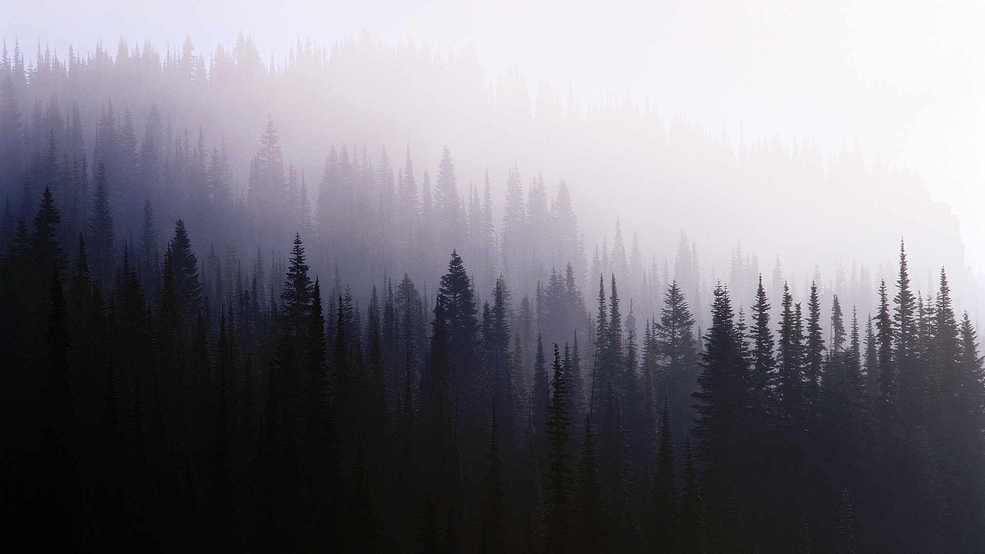 Hd Cloudy Forest Wallpapers