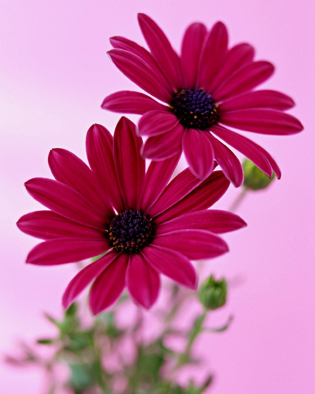 Hd Flowers Wallpapers