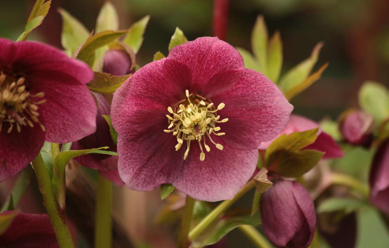 Hellebore Wallpapers