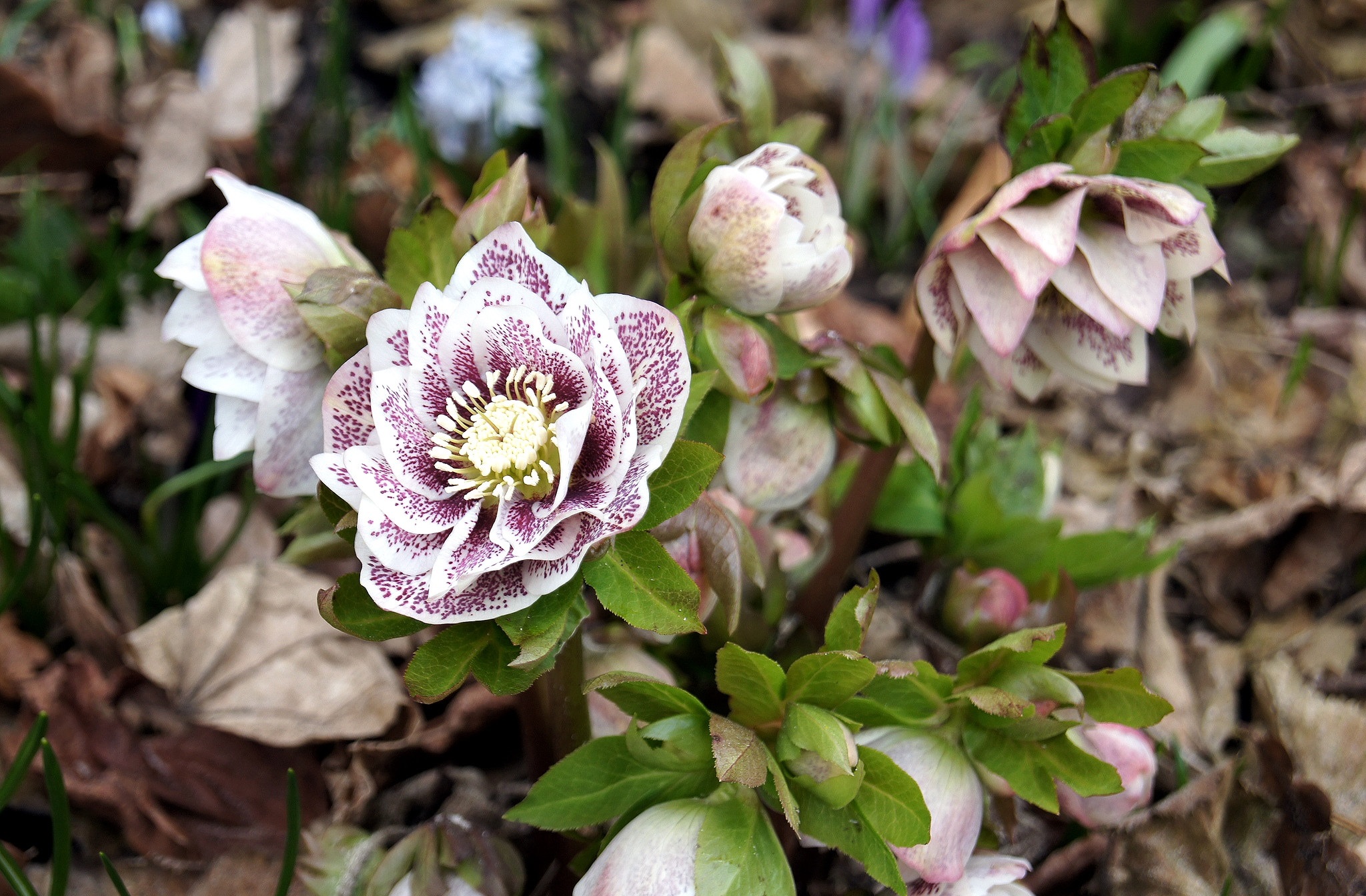 Hellebore Wallpapers