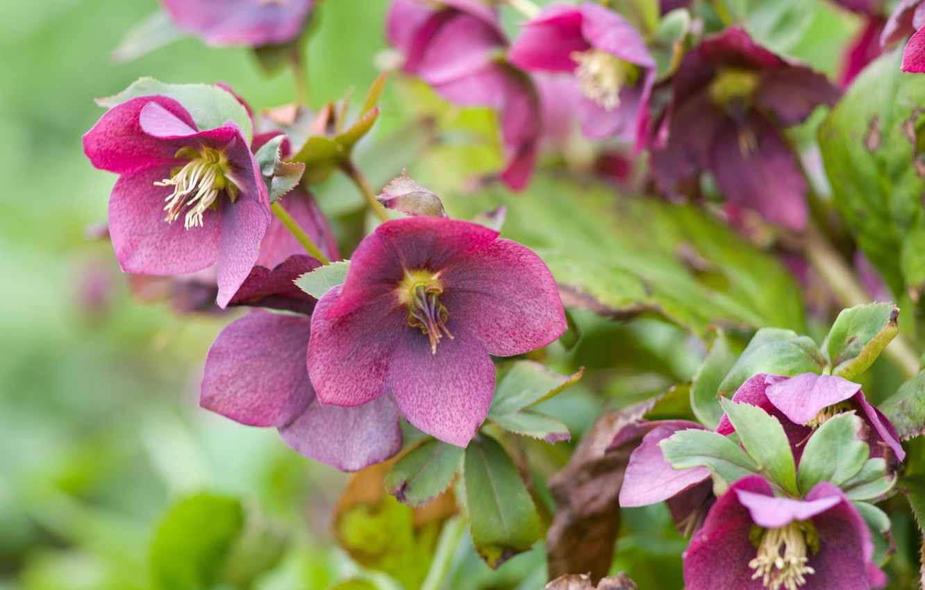 Hellebore Wallpapers