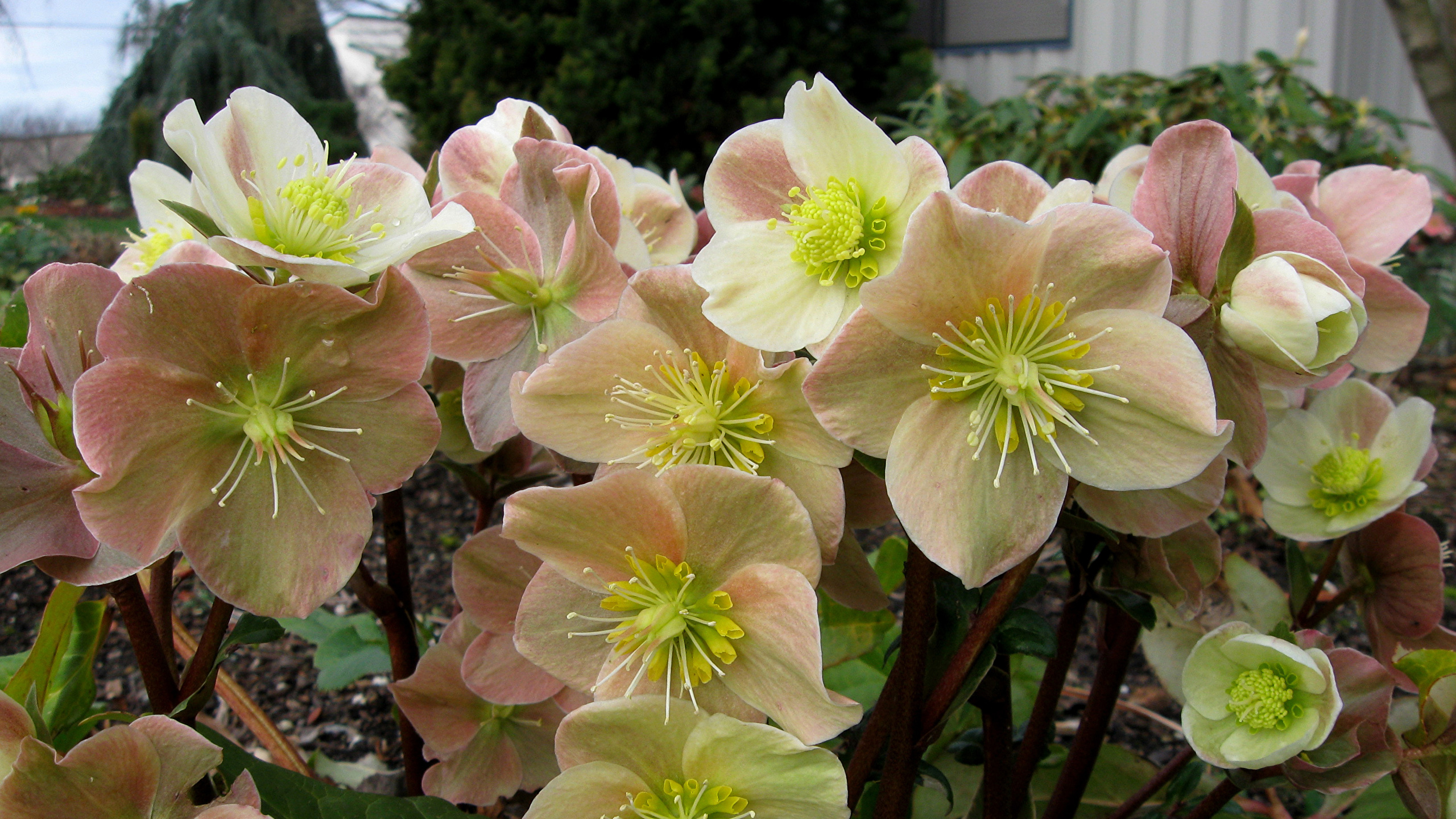 Hellebore Wallpapers