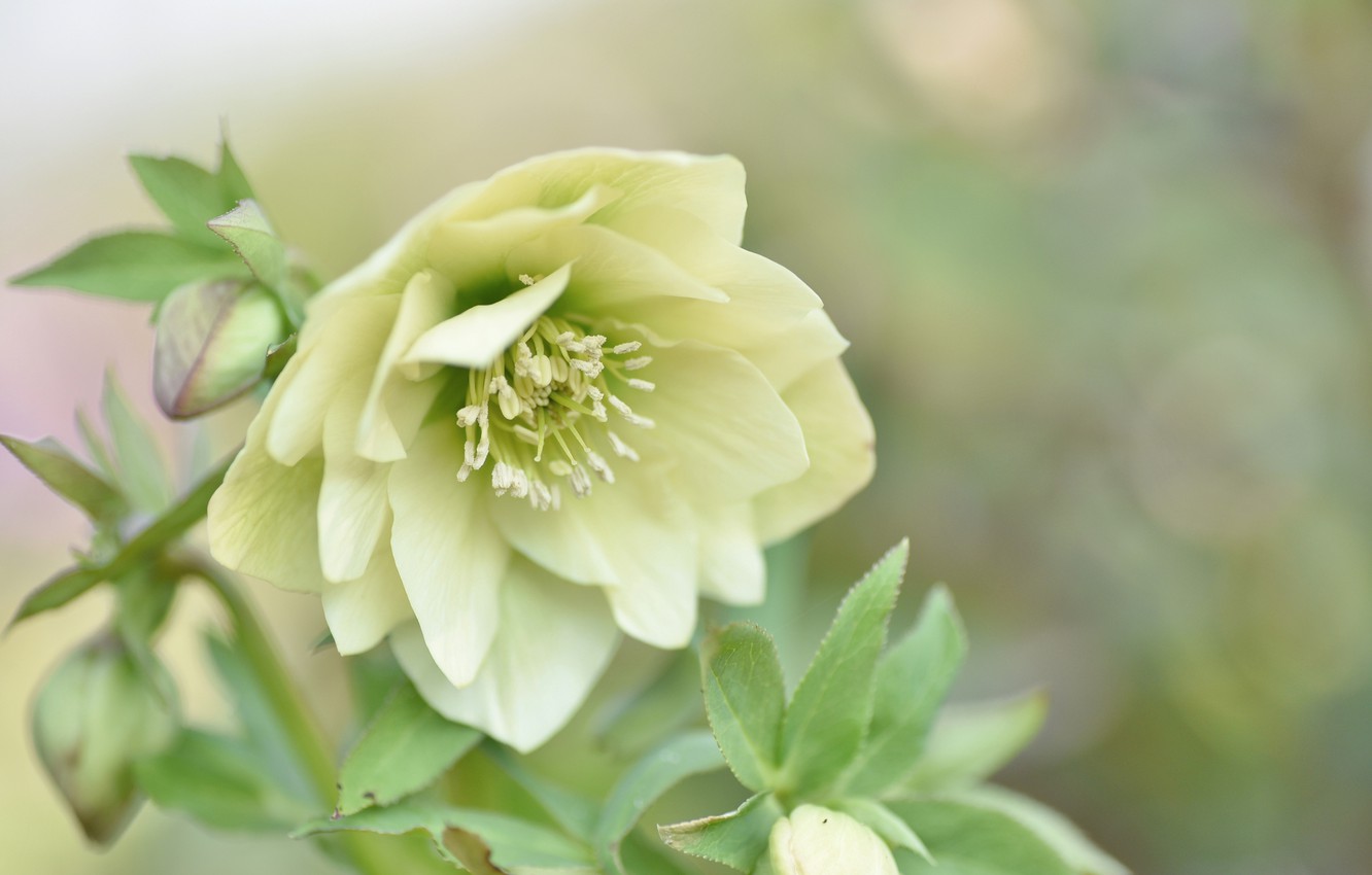 Hellebore Wallpapers