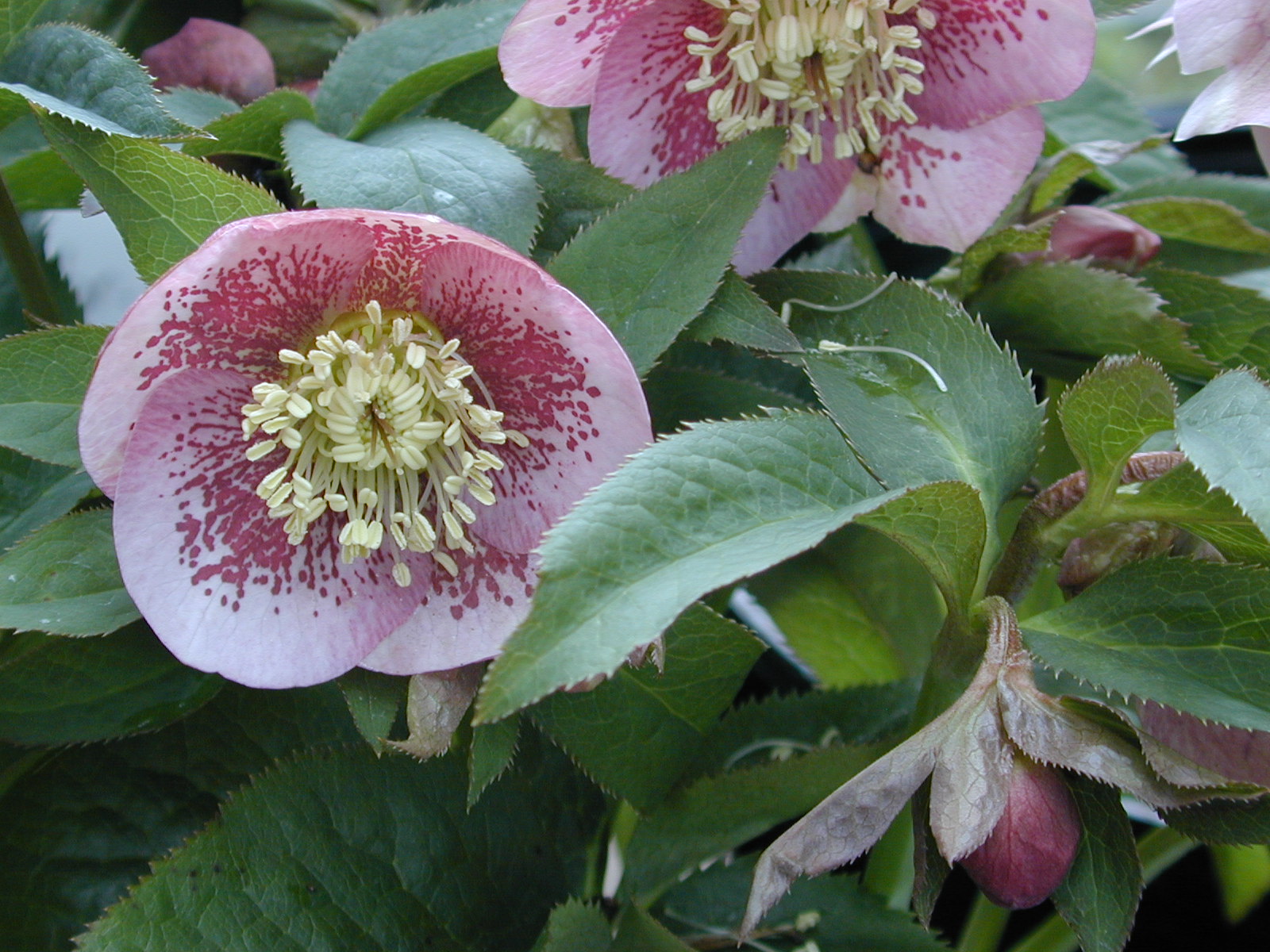 Hellebore Wallpapers