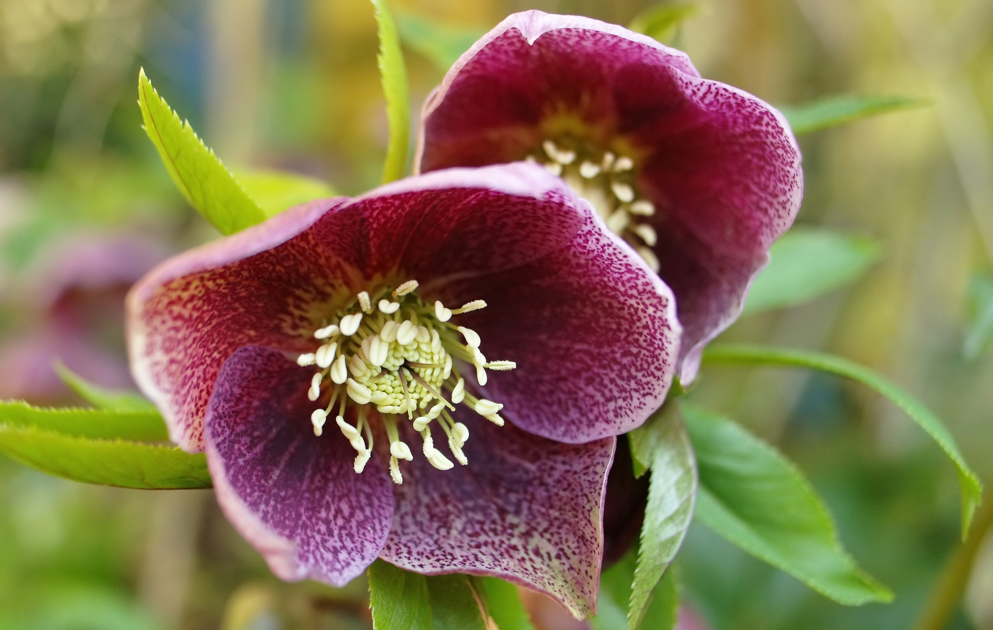 Hellebore Wallpapers