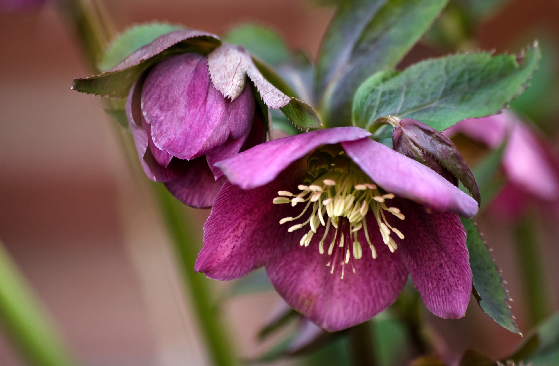 Hellebore Wallpapers