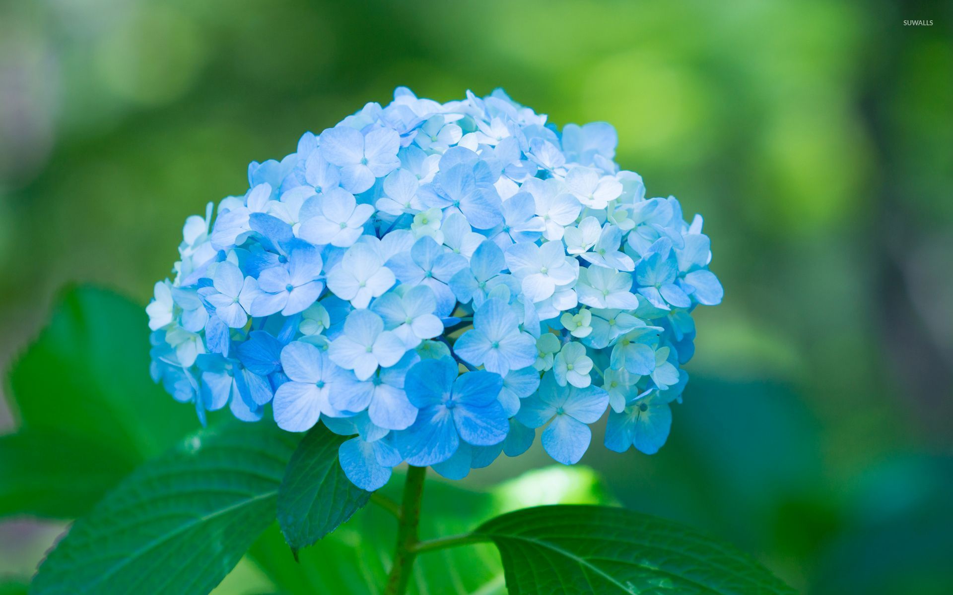 Hydrangea Wallpapers