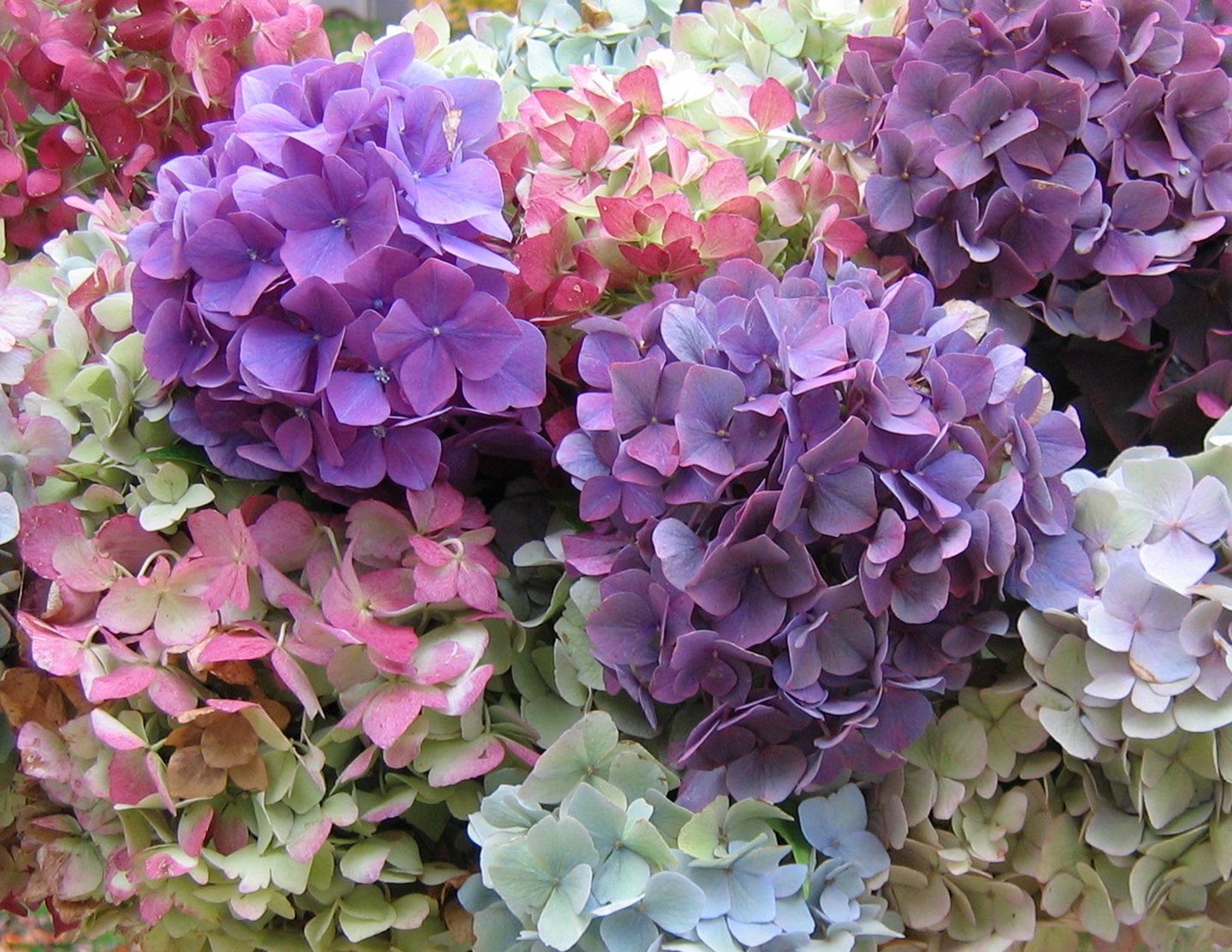 Hydrangea Wallpapers