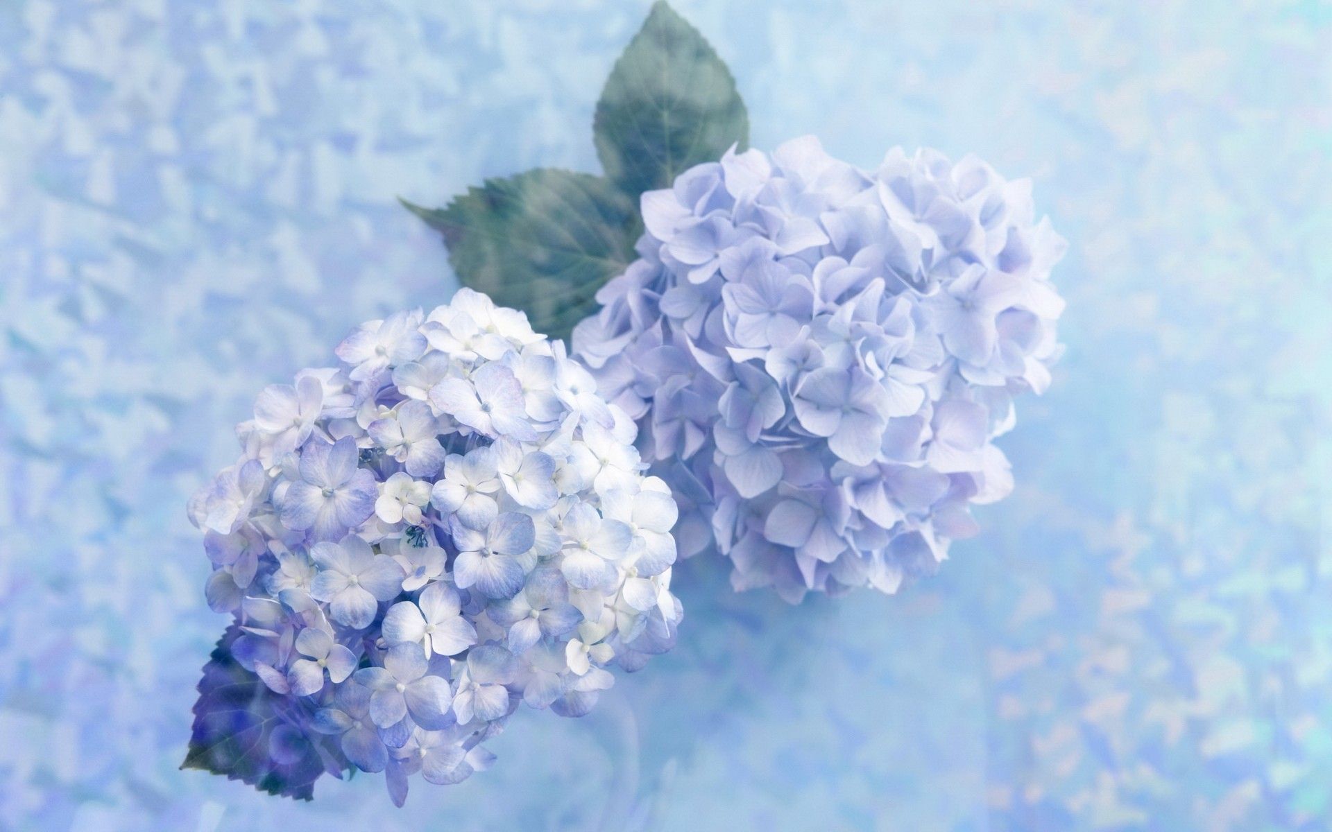 Hydrangea Wallpapers