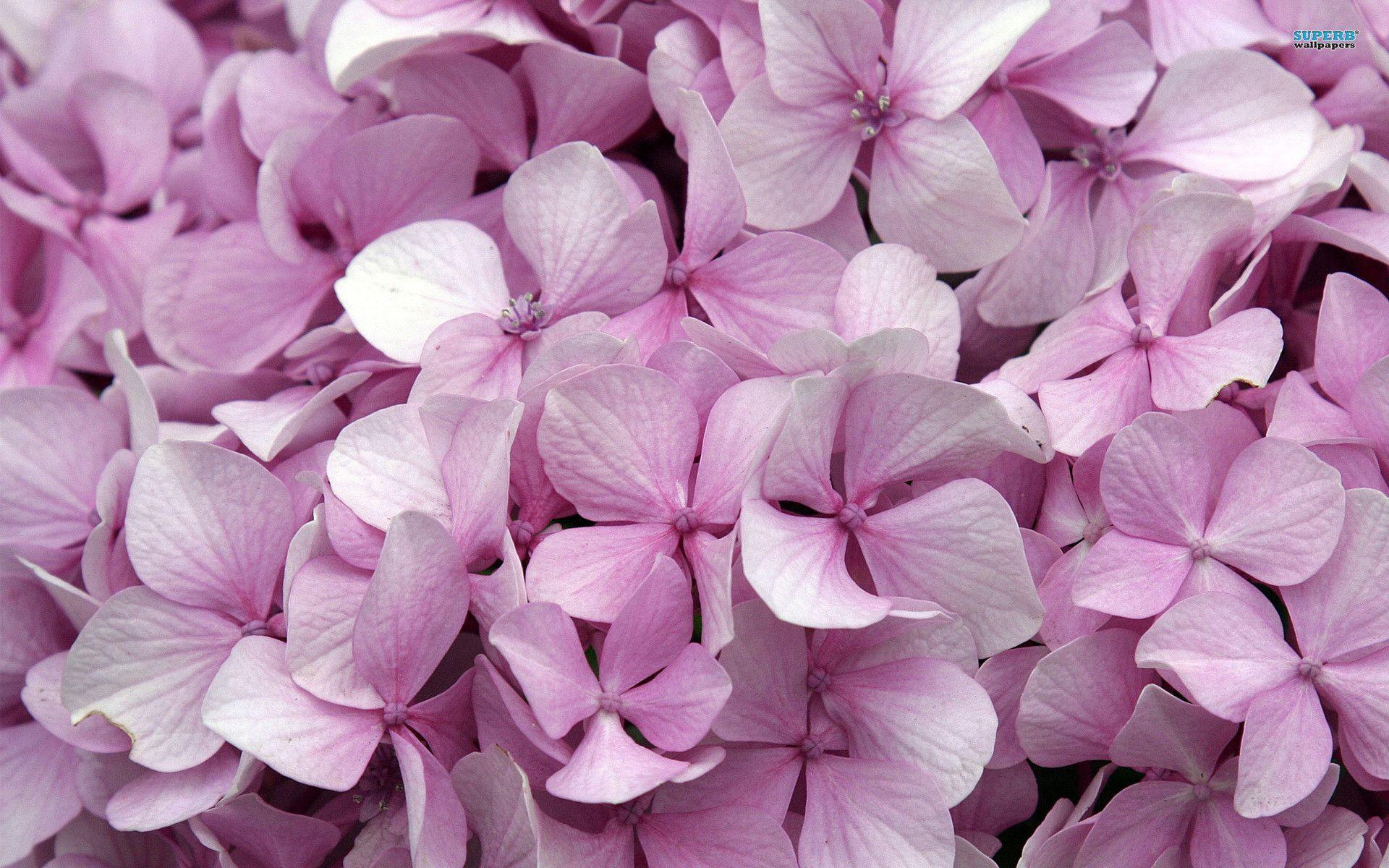 Hydrangea Wallpapers