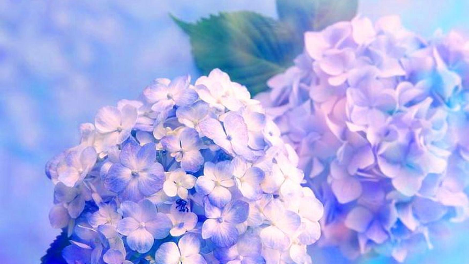 Hydrangea Wallpapers