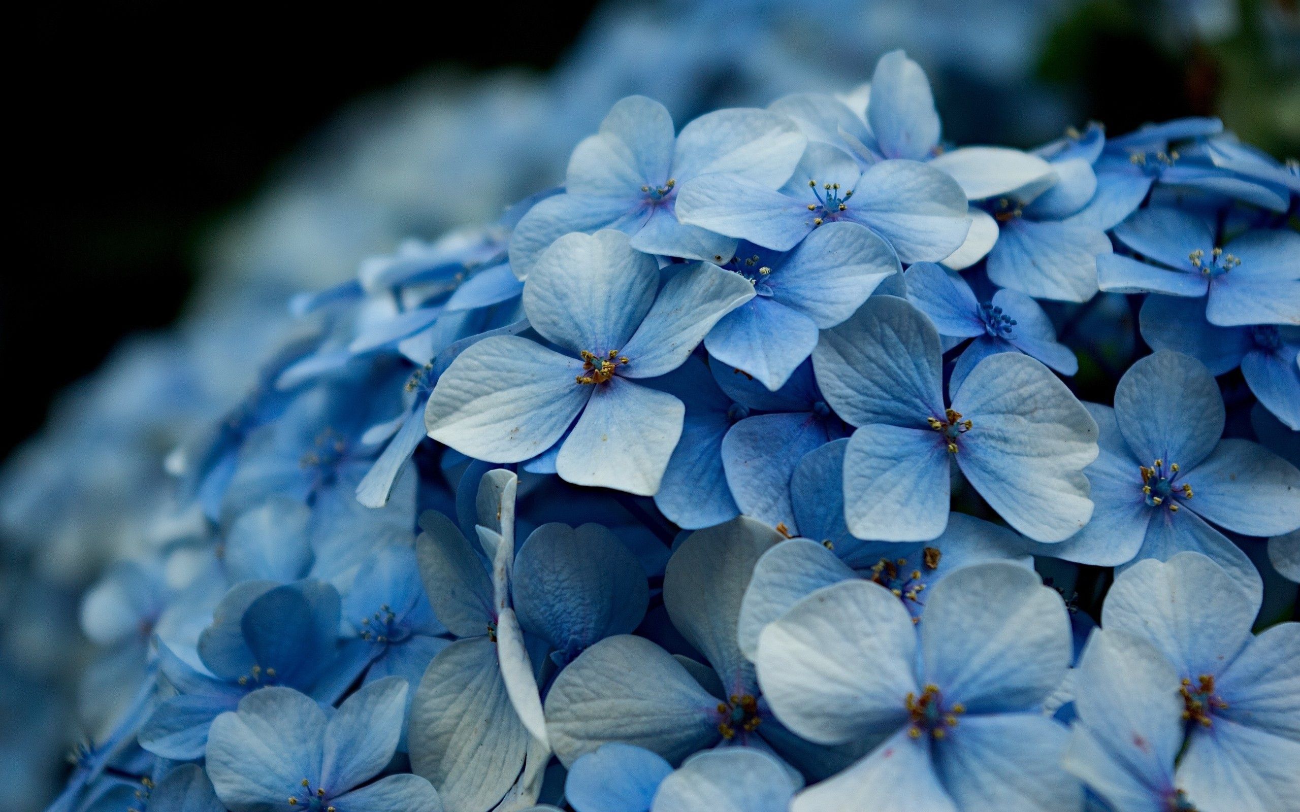 Hydrangea Wallpapers