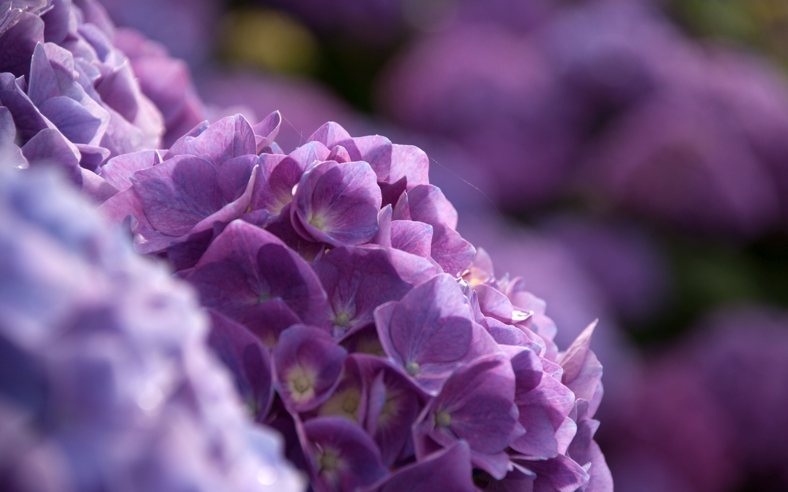 Hydrangea Wallpapers