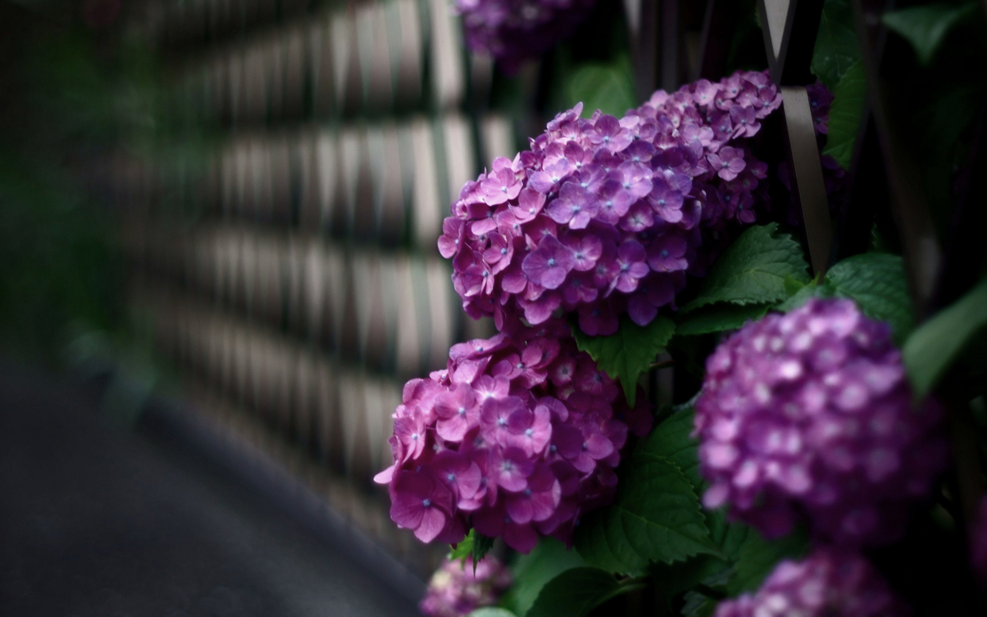 Hydrangea Wallpapers