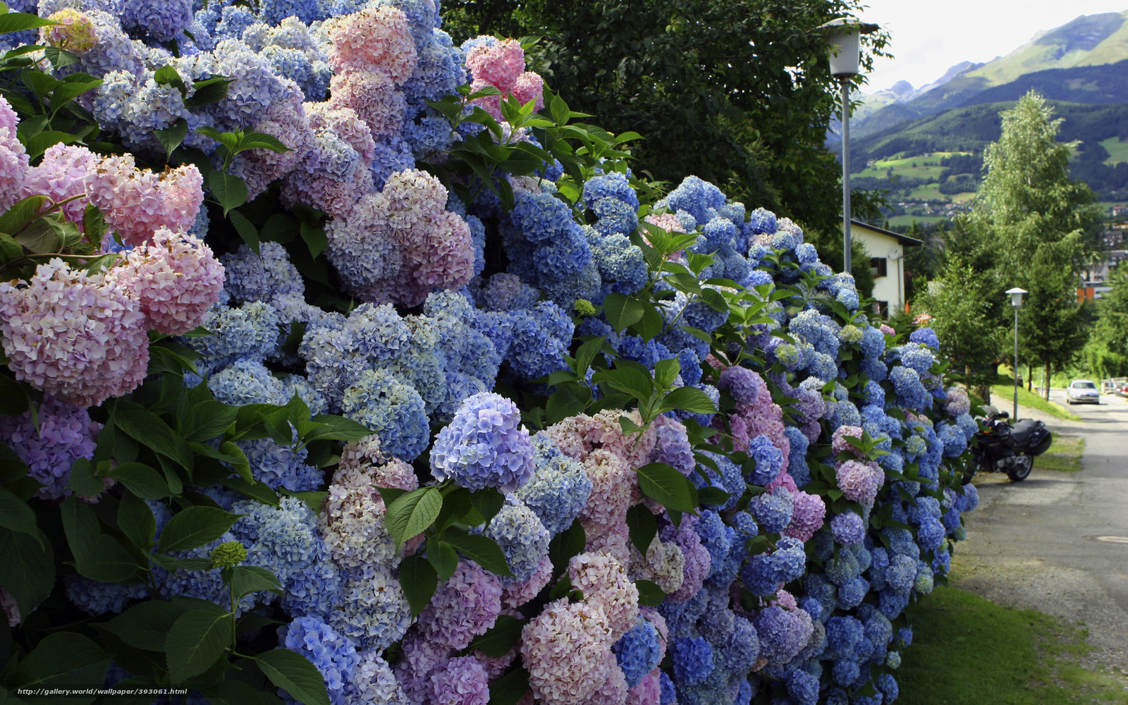 Hydrangea Wallpapers