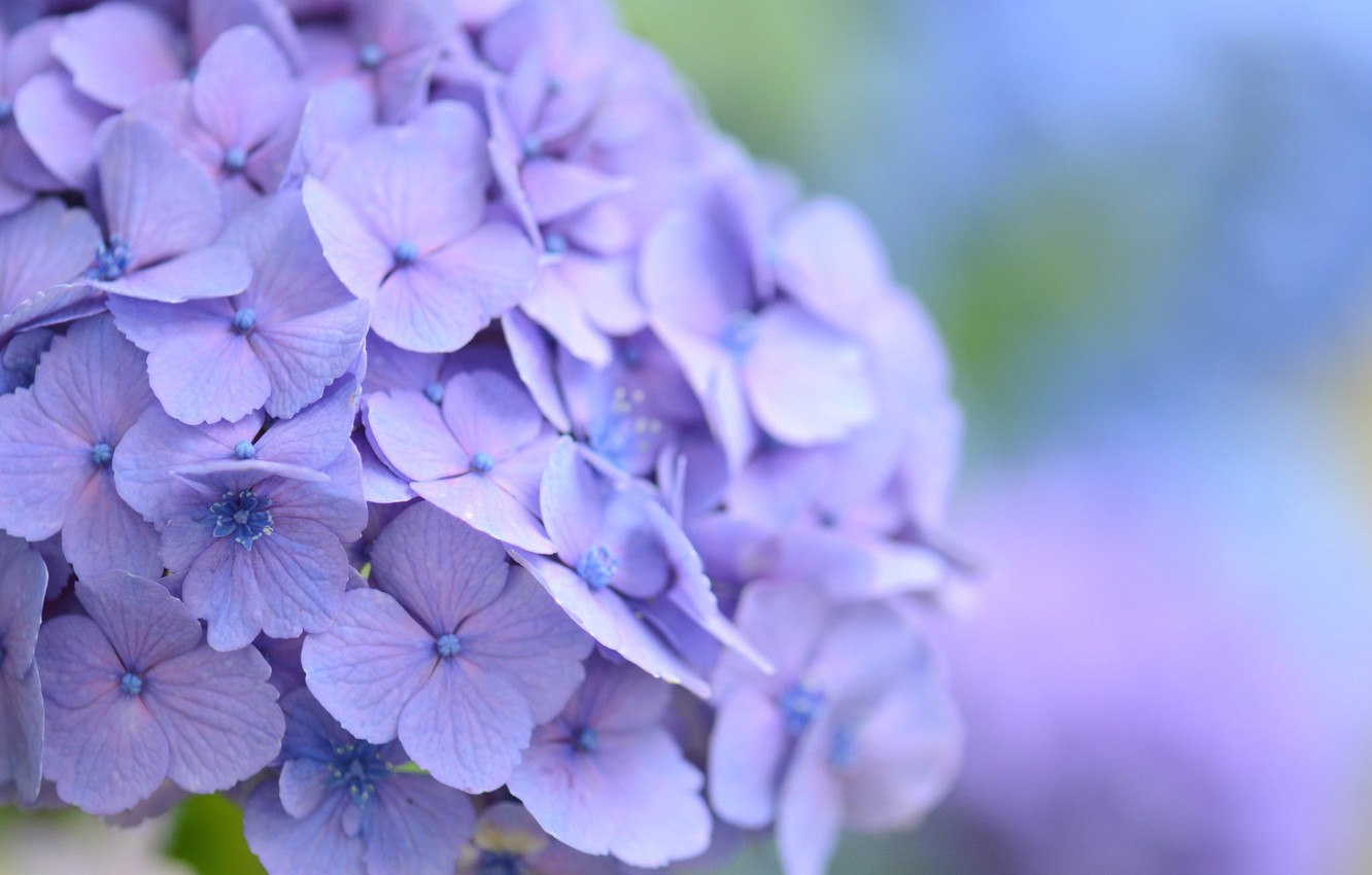 Hydrangea Violet Flowers Wallpapers