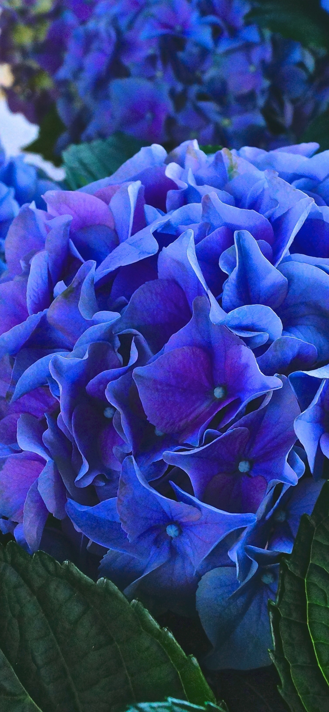 Hydrangea Violet Flowers Wallpapers