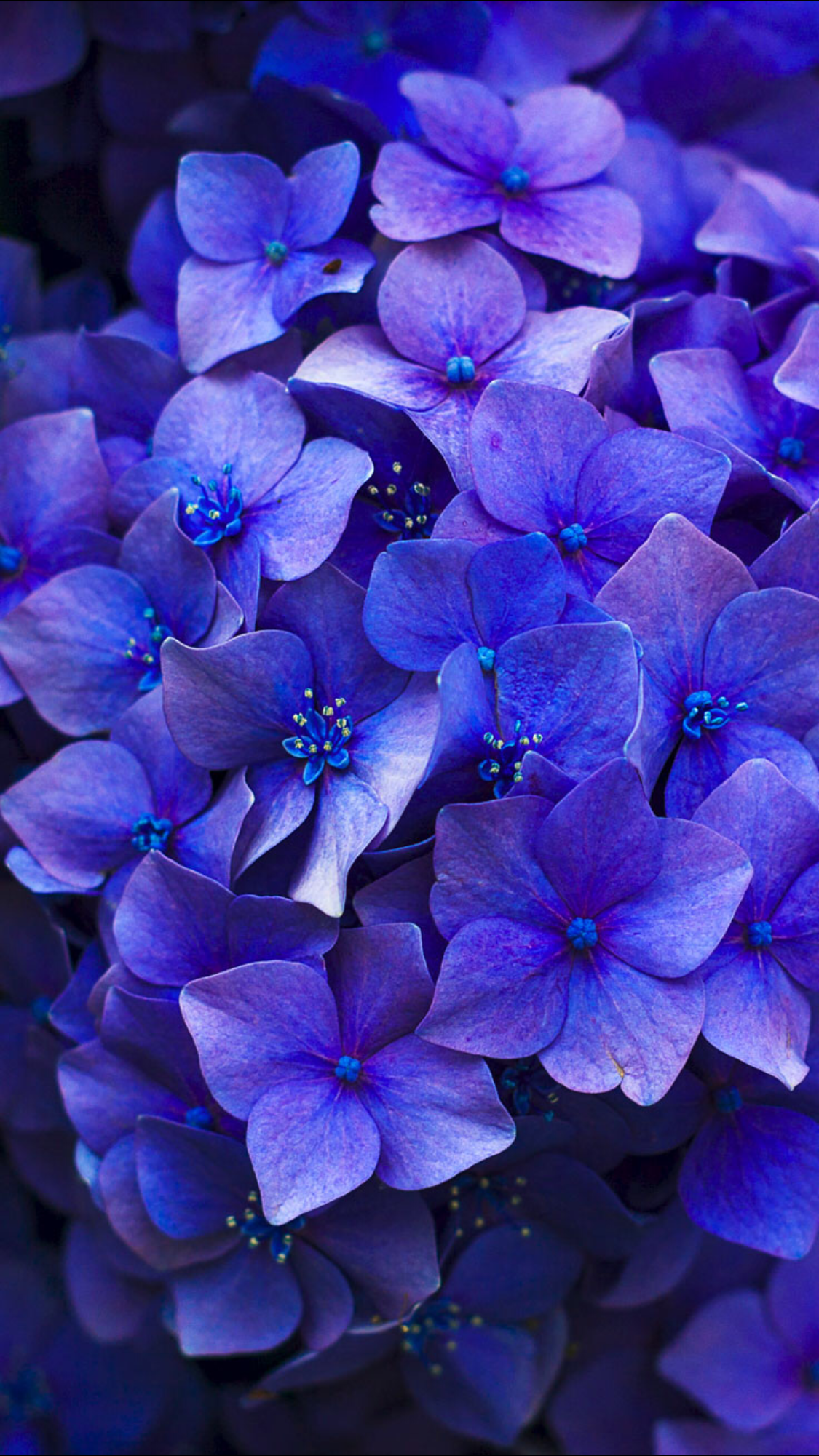 Hydrangea Violet Flowers Wallpapers